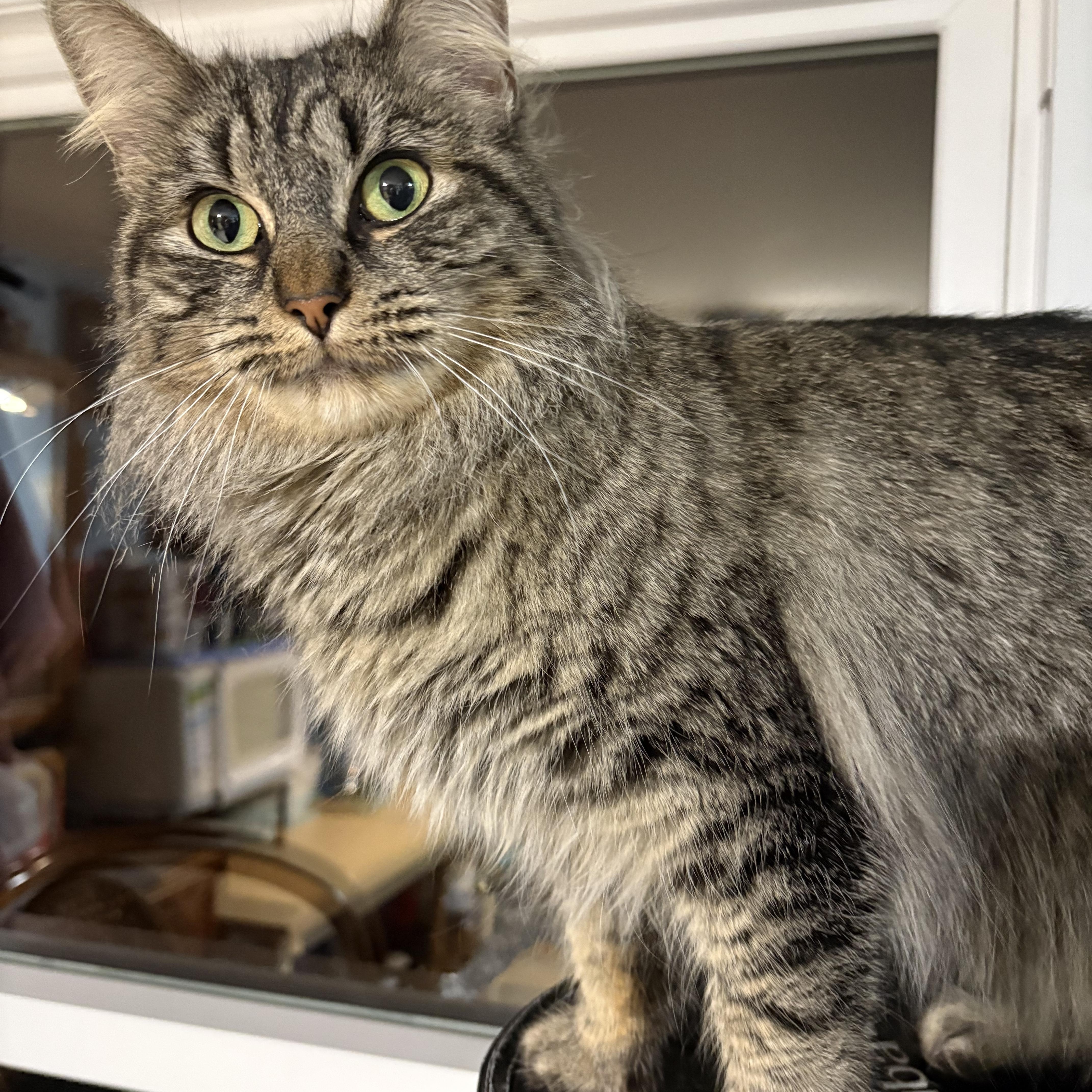 Lady Bly, a ADOPTABLE Domestic Medium Hair in Huntington, MA image 3/5