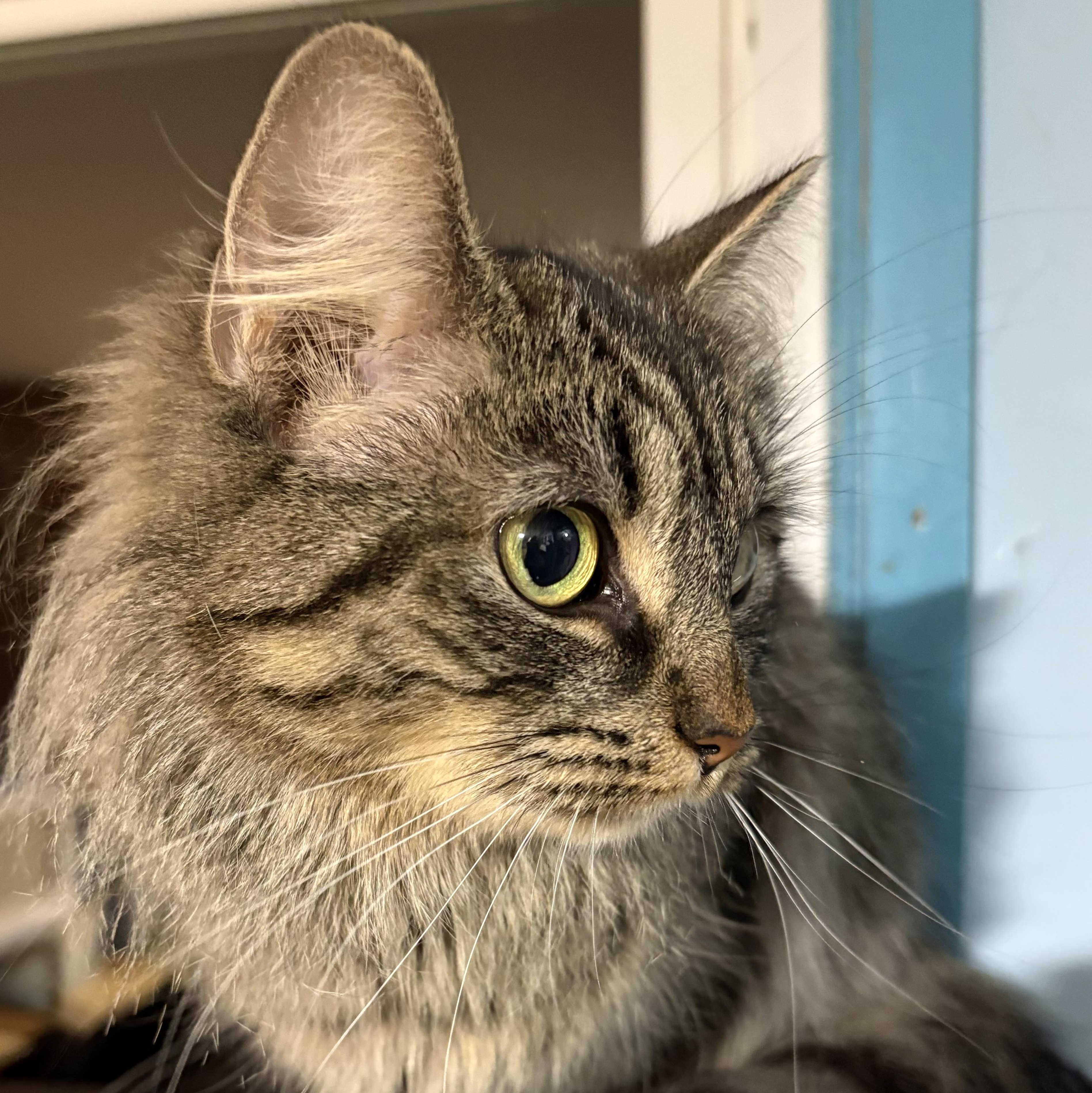 Lady Bly, a ADOPTABLE Domestic Medium Hair in Huntington, MA image 4/5