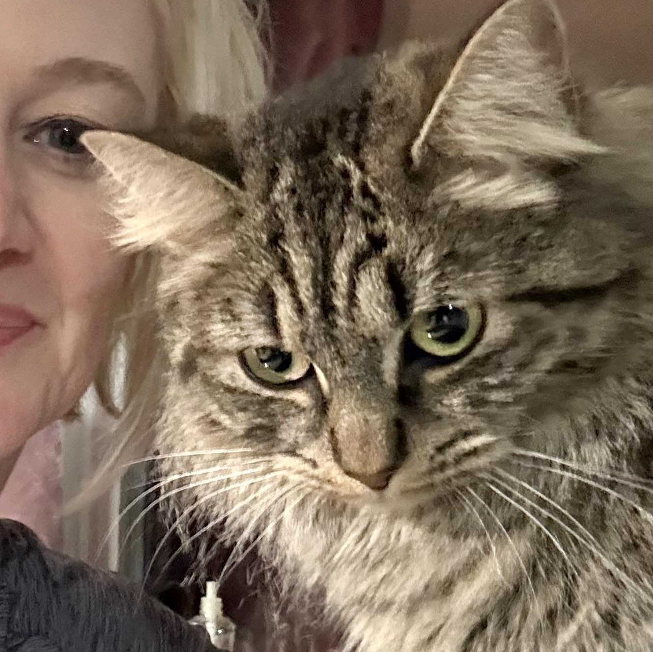 Lady Bly, ADOPTABLE, Adult Female Domestic Medium Hair.