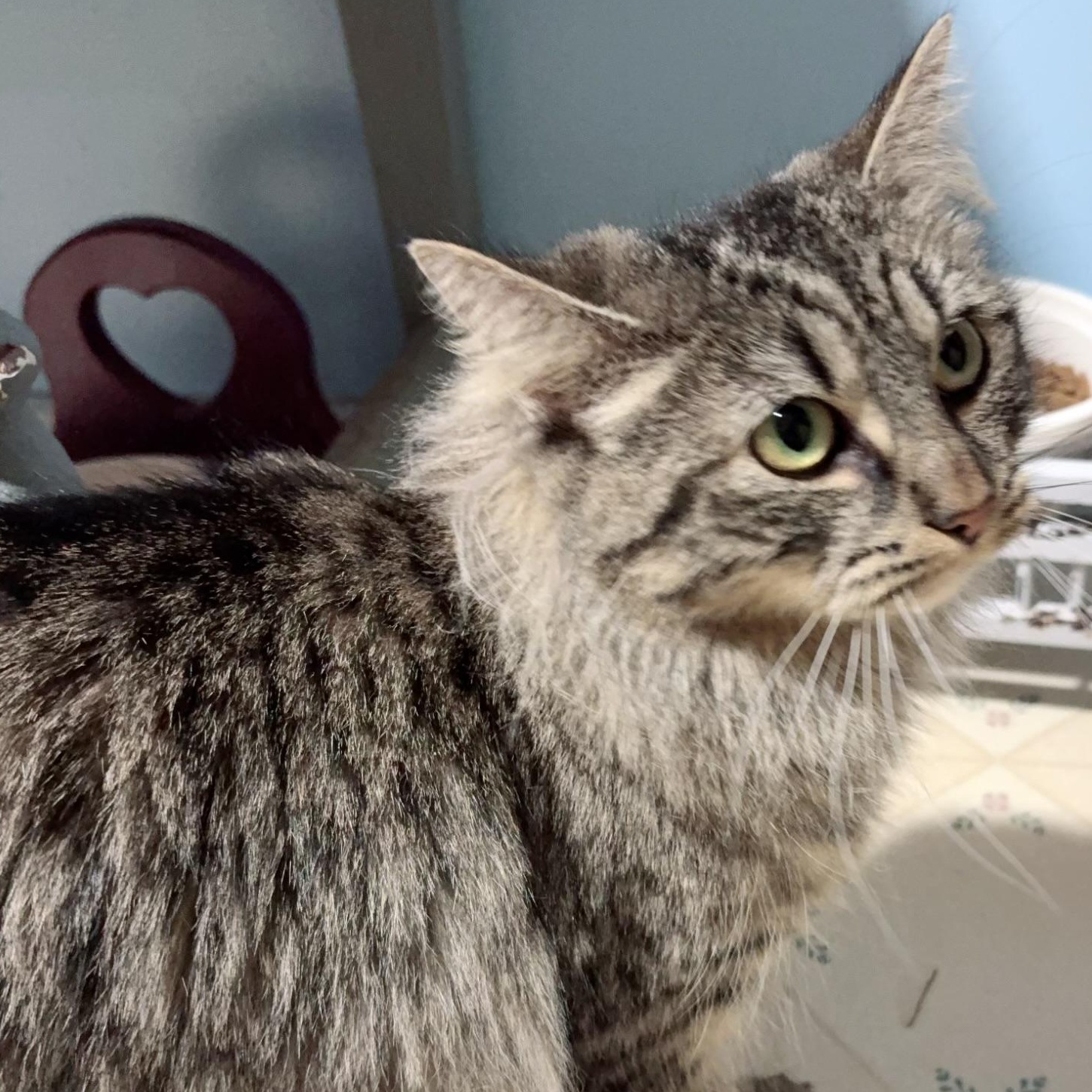 Lady Bly, a ADOPTABLE Domestic Medium Hair in Huntington, MA image 2/5