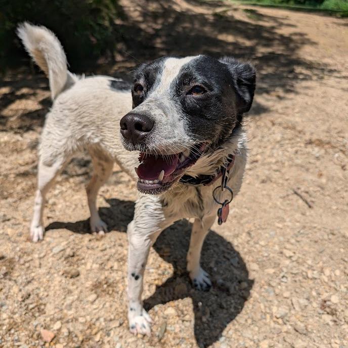Enlarge Kaia (fka Pru), a ADOPTABLE mixed breed in Chester Springs, PA image 6/6