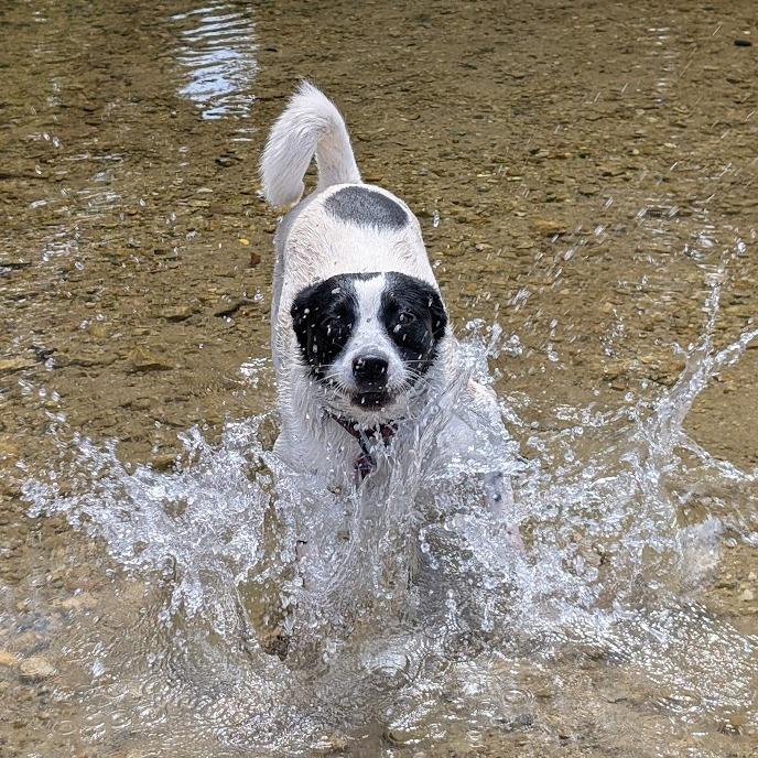 Enlarge Kaia (fka Pru), a ADOPTABLE mixed breed in Chester Springs, PA image 1/6