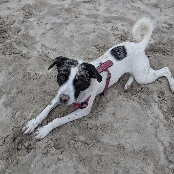 Enlarge Kaia (fka Pru), a ADOPTABLE mixed breed in Chester Springs, PA image 2/6