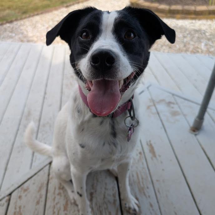 Enlarge Kaia (fka Pru), a ADOPTABLE mixed breed in Chester Springs, PA image 4/6