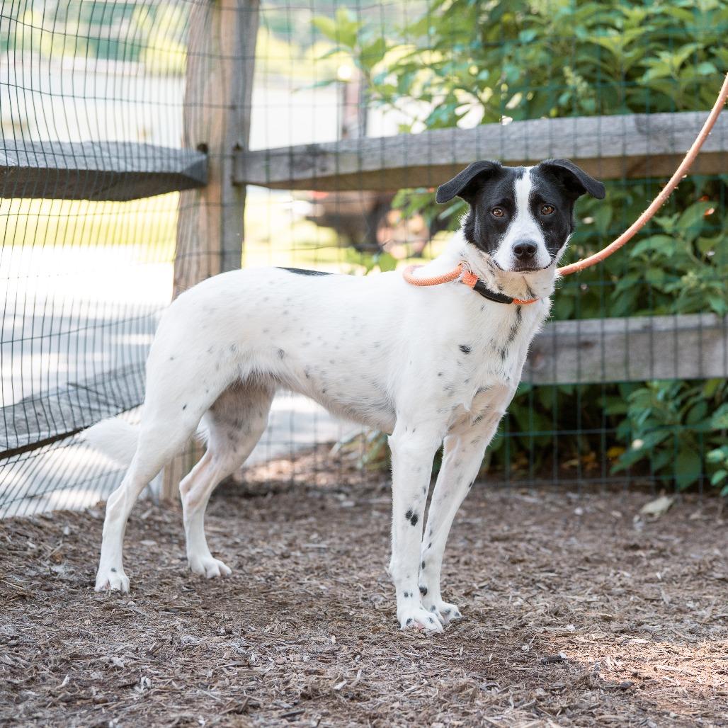 Enlarge Kaia (fka Pru), a ADOPTABLE mixed breed in Chester Springs, PA image 3/6