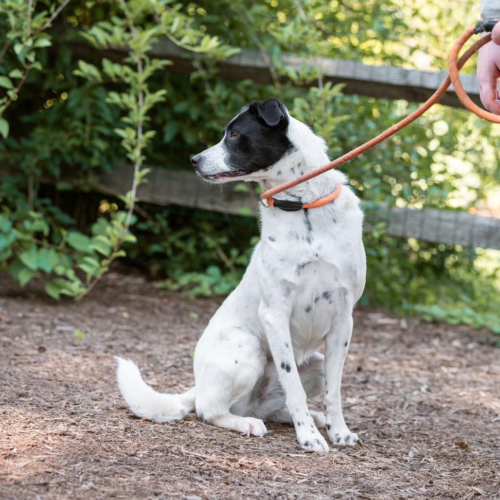 Enlarge Kaia (fka Pru), a ADOPTABLE mixed breed in Chester Springs, PA image 5/6