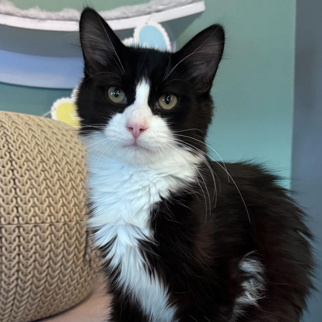 Silas, a Adoptable Domestic Medium Hair in Chapel Hill, NC image 4/4