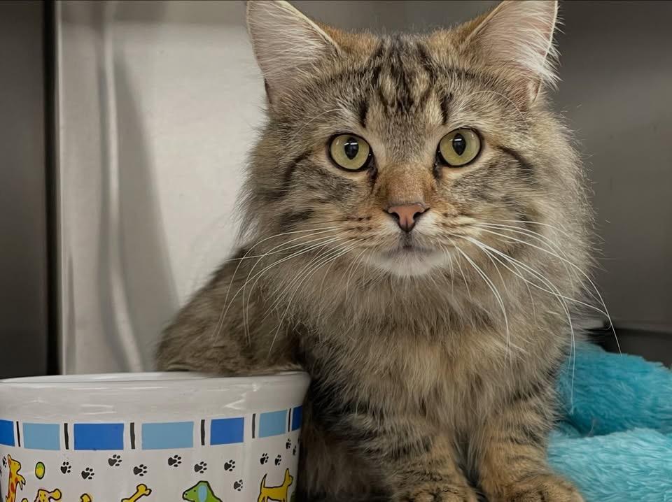Lionel, Adopted, Young Male Domestic Long Hair.