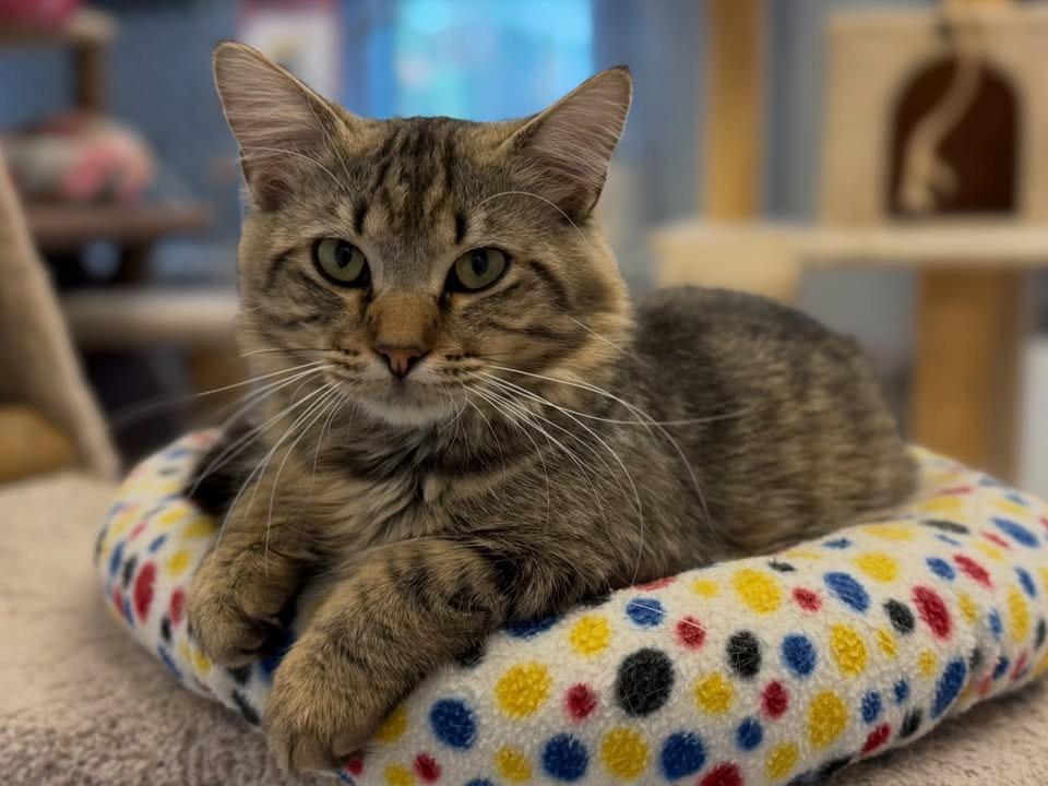 Enlarge Lionel, a Adopted Domestic Long Hair in Cincinnati, OH image 5/6