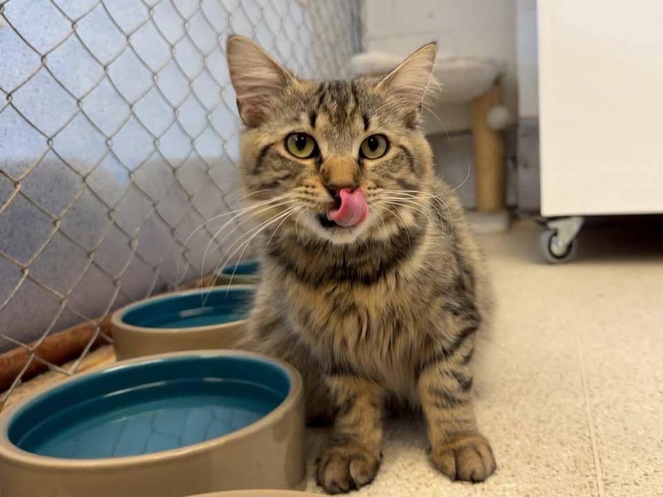 Enlarge Lionel, a Adopted Domestic Long Hair in Cincinnati, OH image 2/6