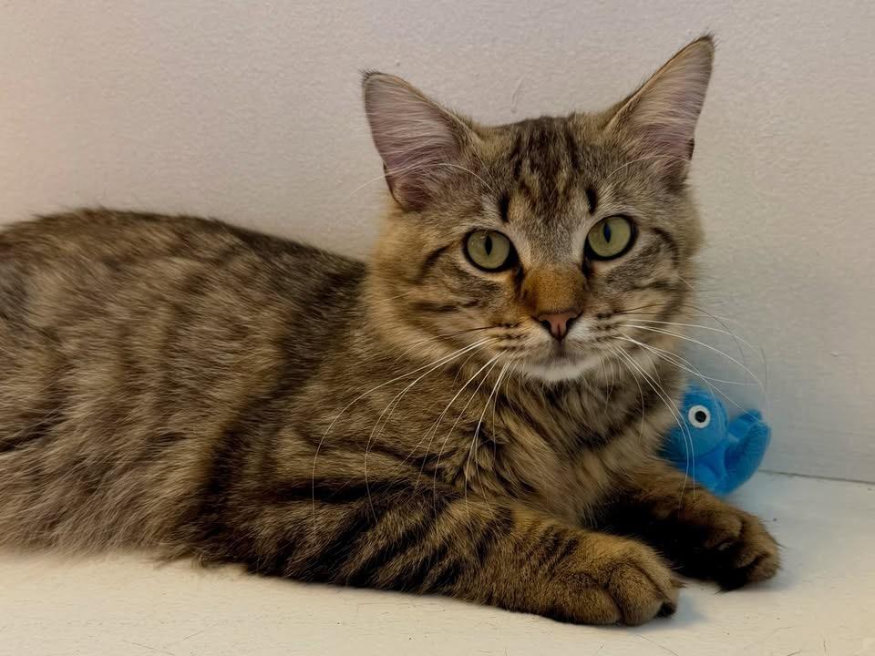 Enlarge Lionel, a Adopted Domestic Long Hair in Cincinnati, OH image 3/6
