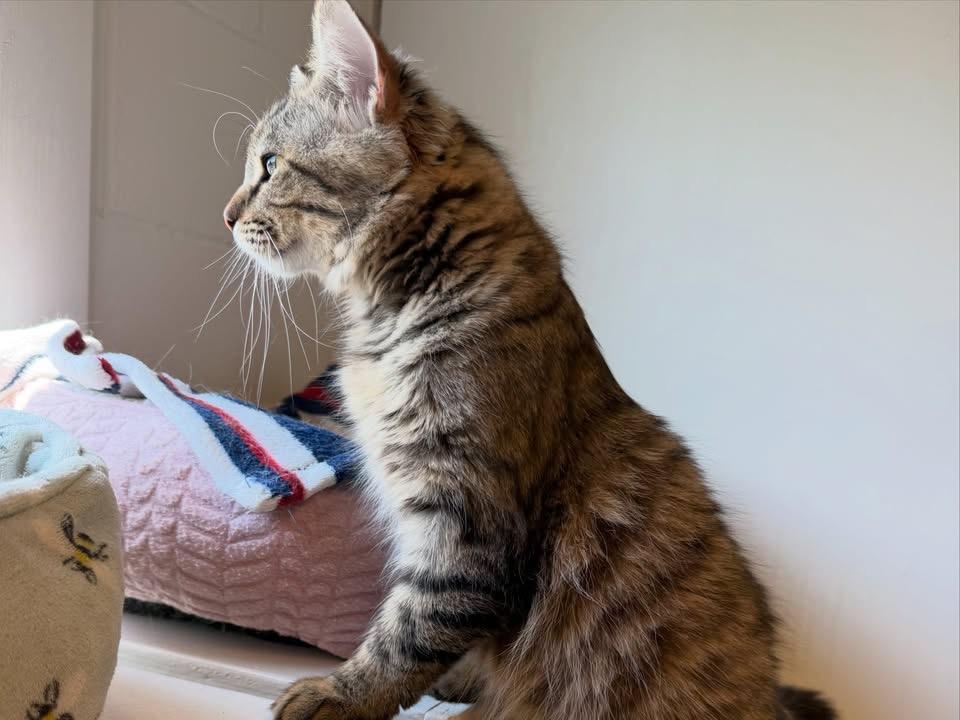 Enlarge Lionel, a Adopted Domestic Long Hair in Cincinnati, OH image 6/6