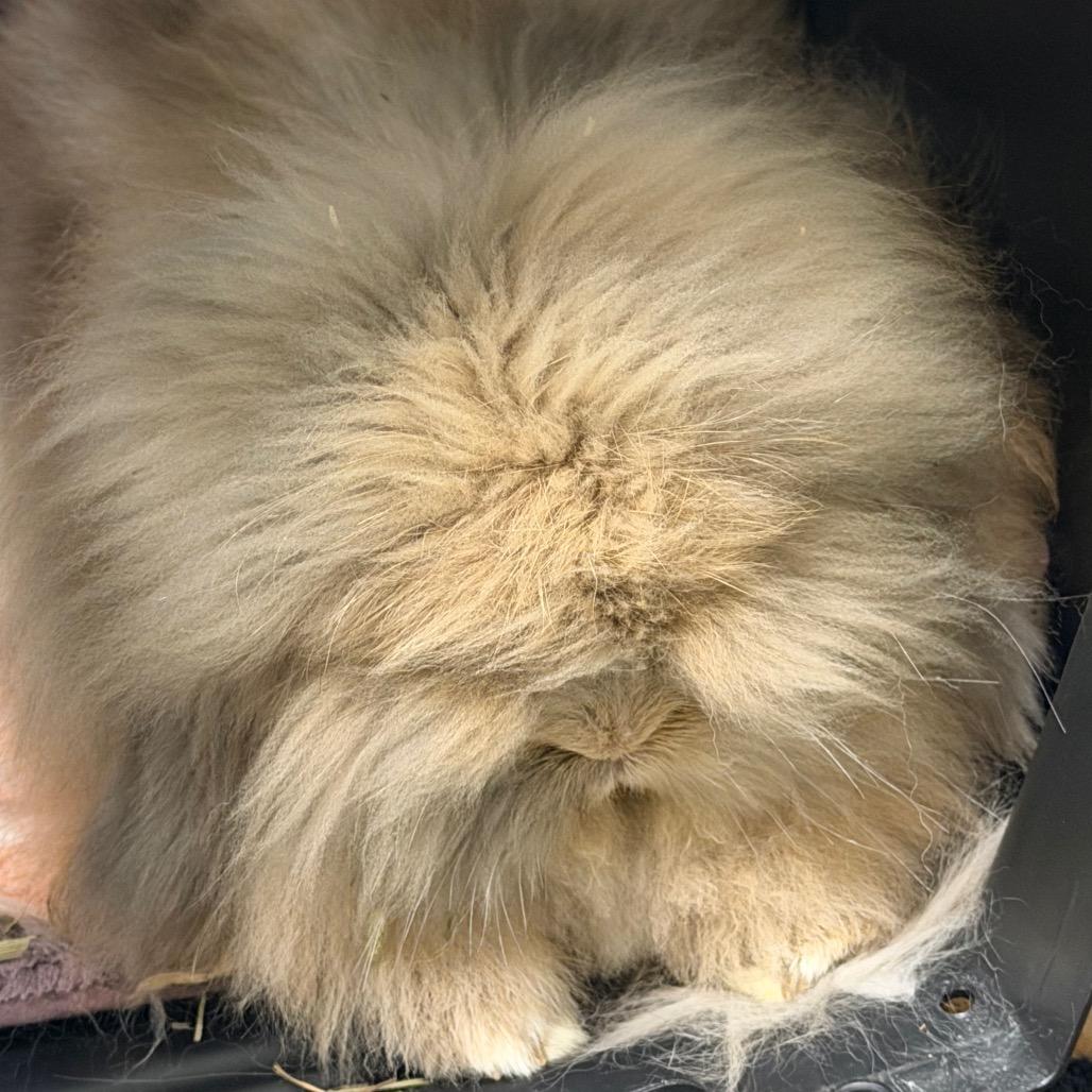 Chumby, Adoptable, Adult Male Lionhead & Holland Lop.