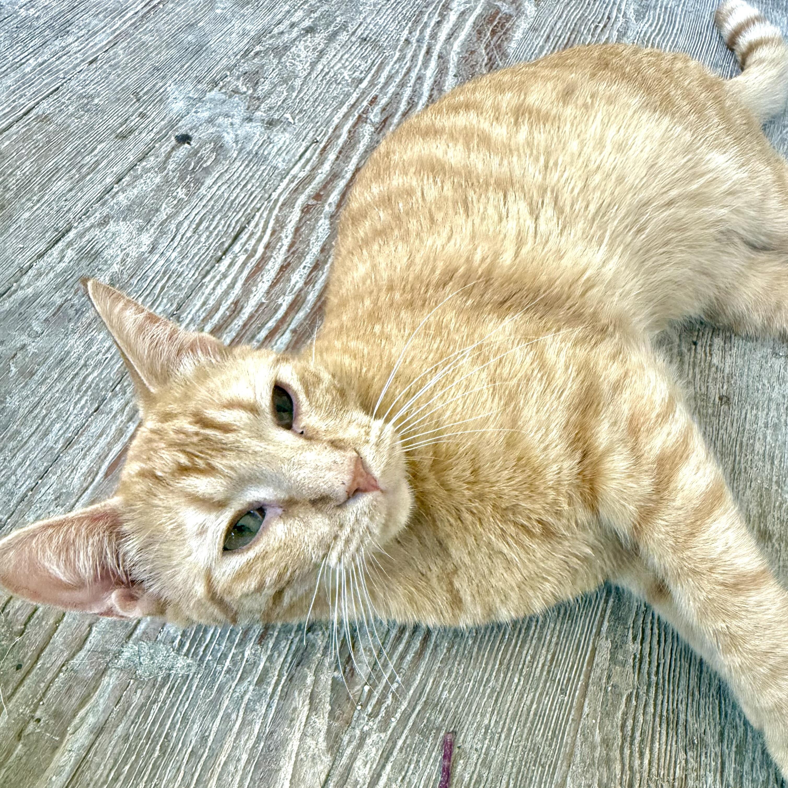Enlarge Buddy, a ADOPTABLE Domestic Short Hair in Shreveport, LA image 2/2