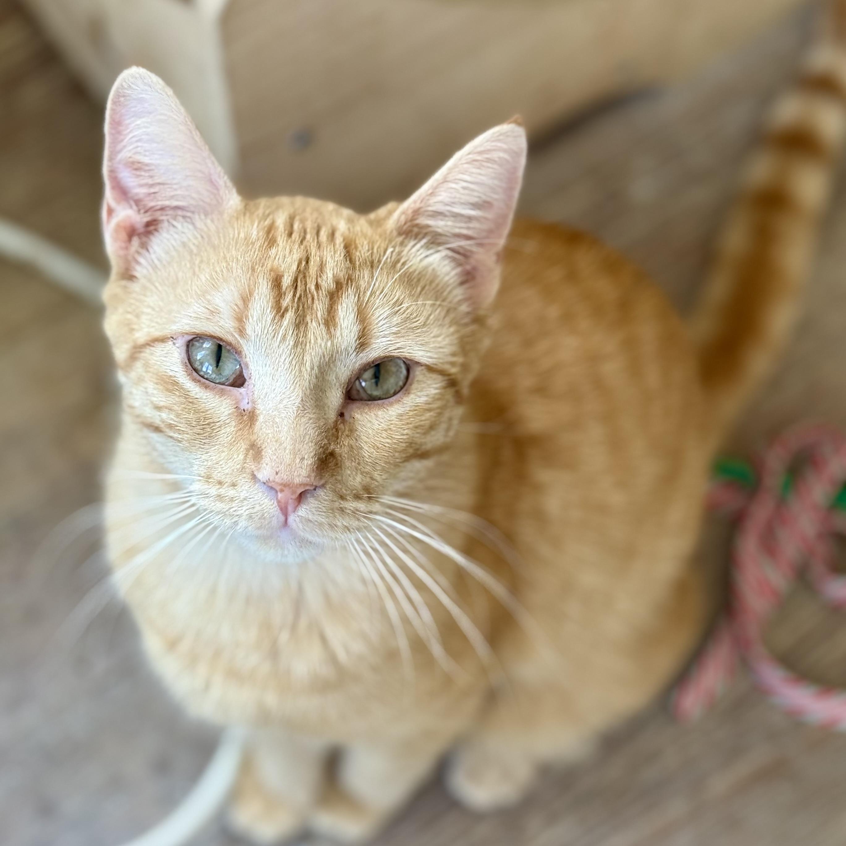 Enlarge Buddy, a ADOPTABLE Domestic Short Hair in Shreveport, LA image 1/2