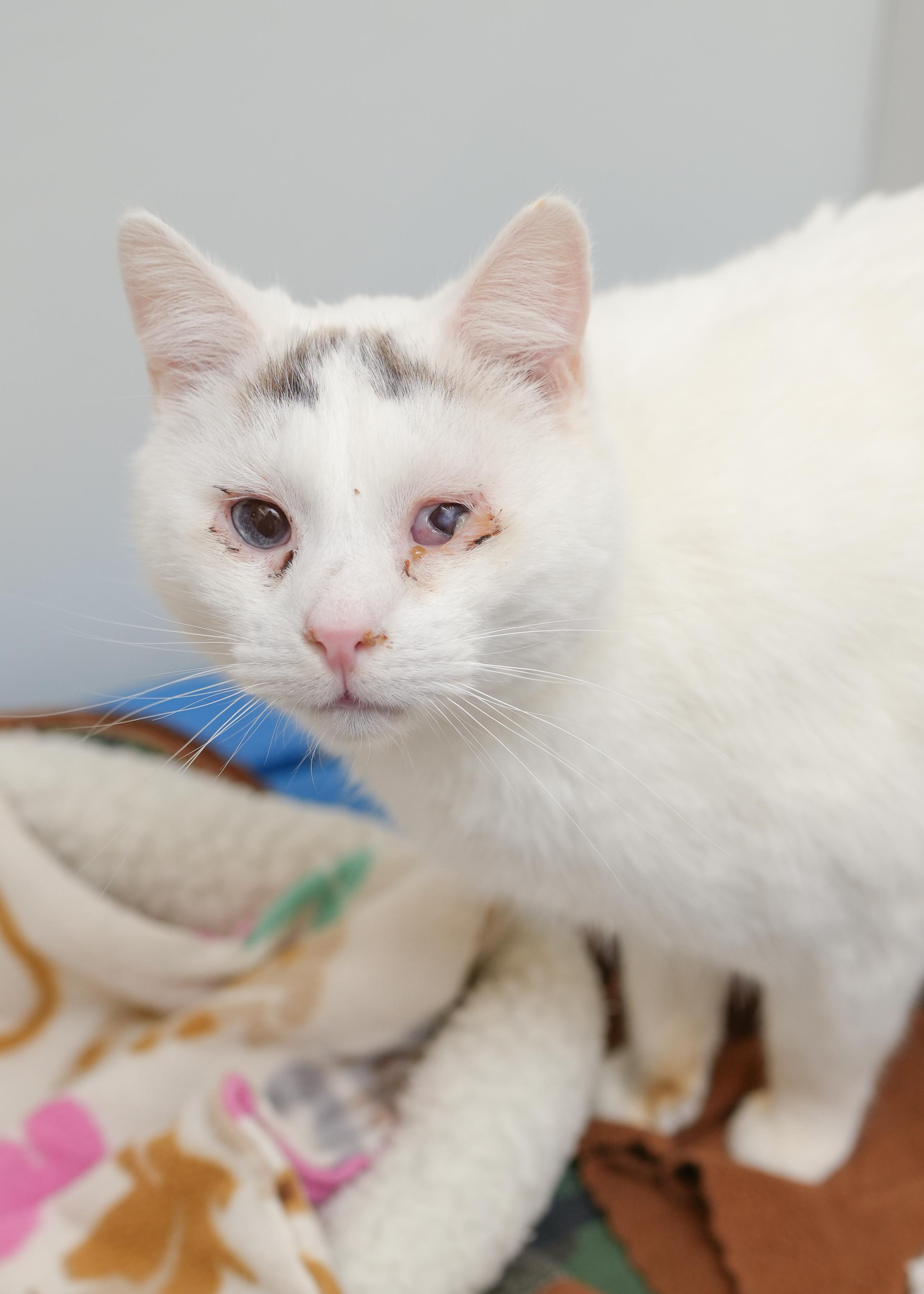 Laven, a ADOPTABLE Domestic Short Hair in Boise, ID image 2/3