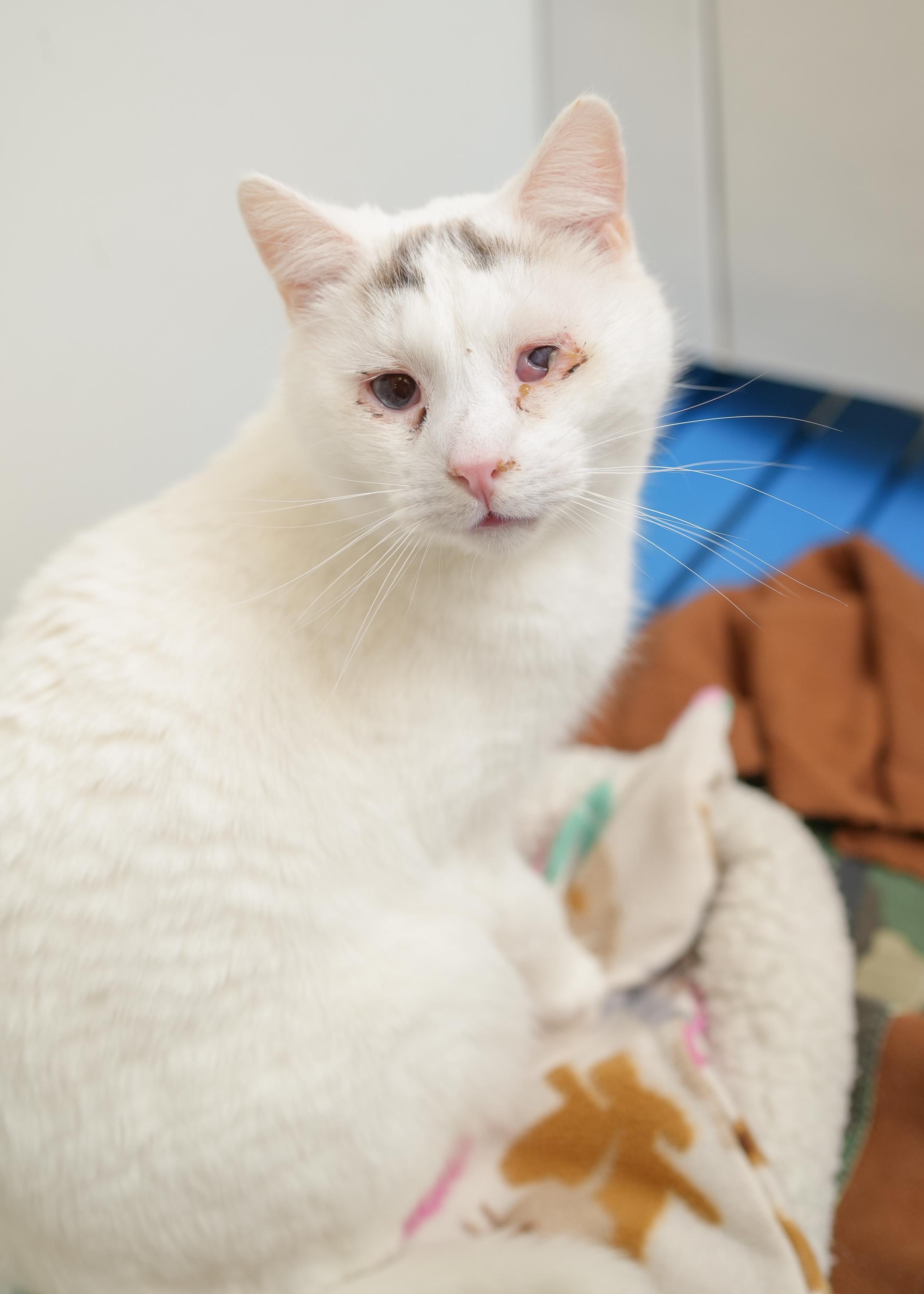 Laven, ADOPTABLE, Adult Male Domestic Short Hair.