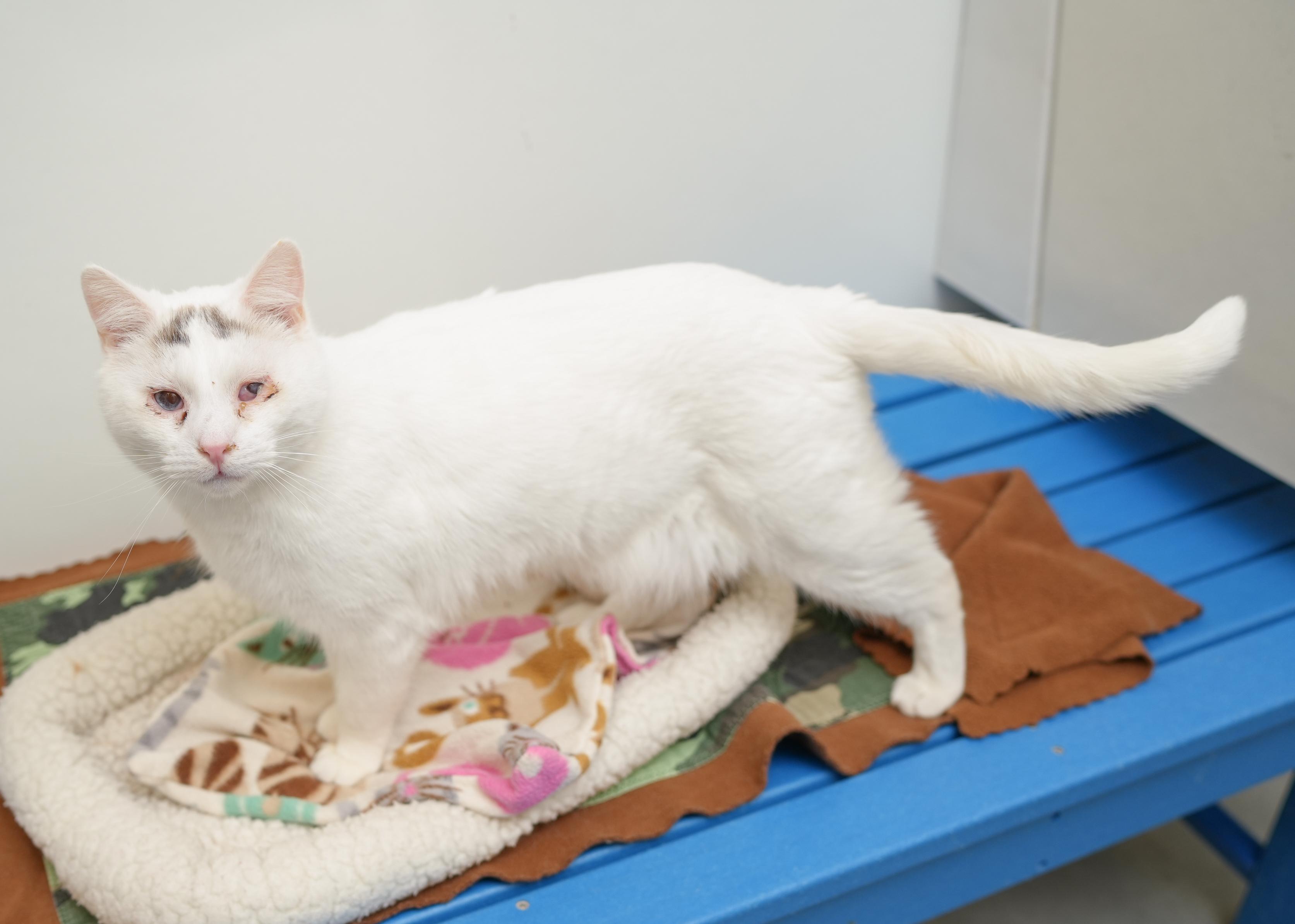 Laven, a ADOPTABLE Domestic Short Hair in Boise, ID image 3/3