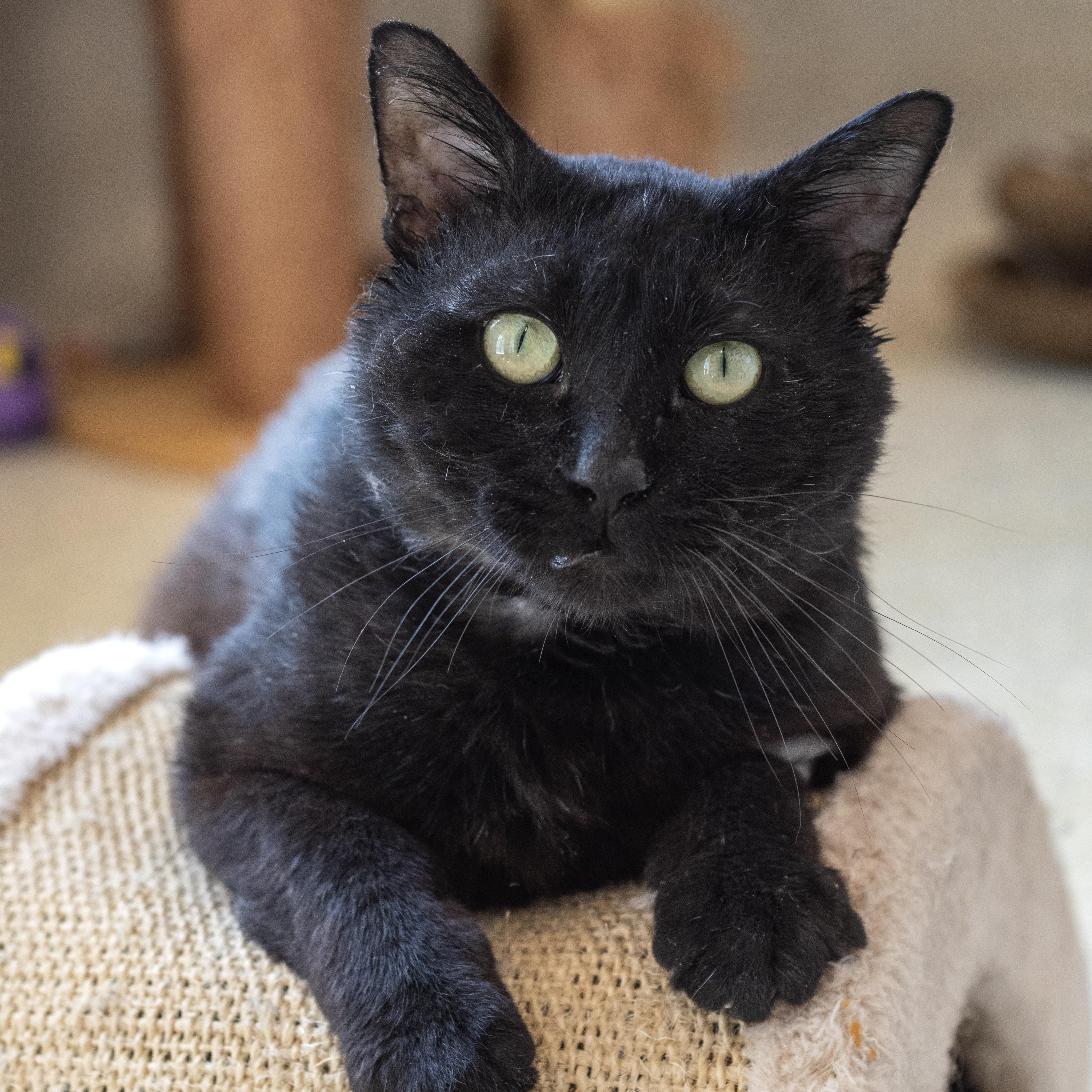 Haymitch, ADOPTABLE, Adult Male Domestic Short Hair.