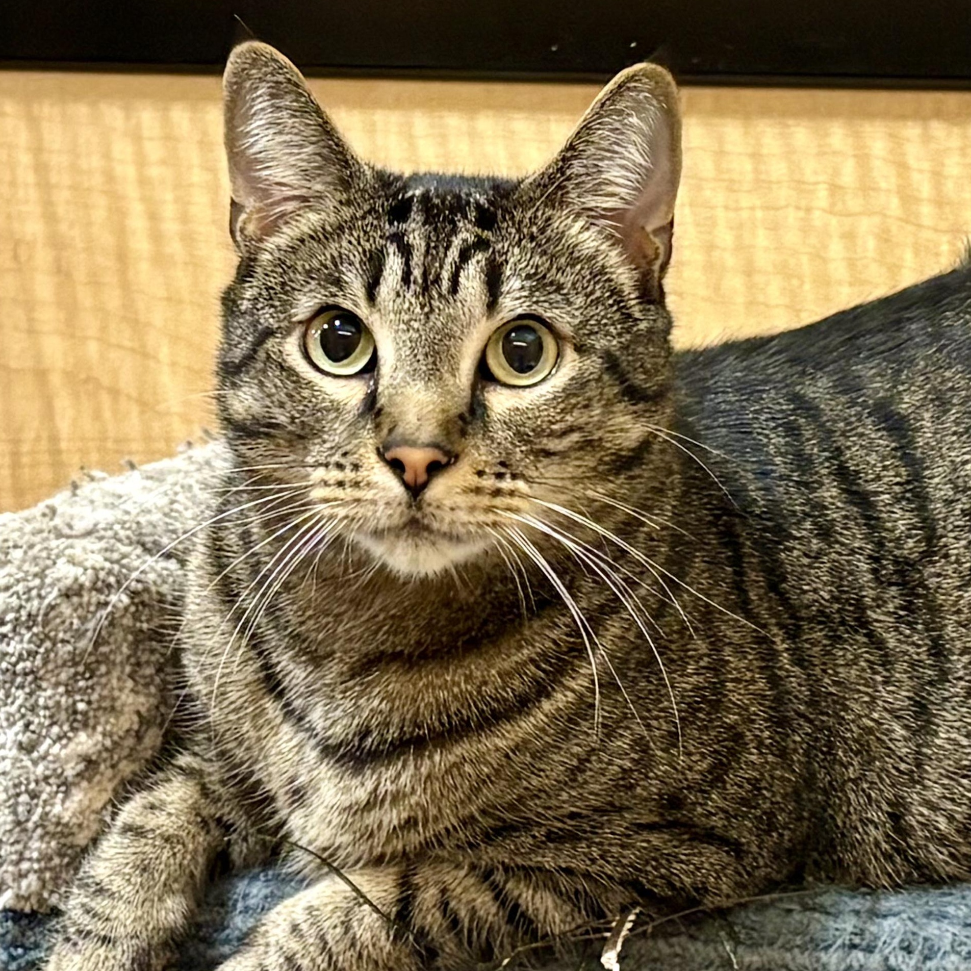 Dusty, Adoptable, Adult Male Domestic Short Hair.