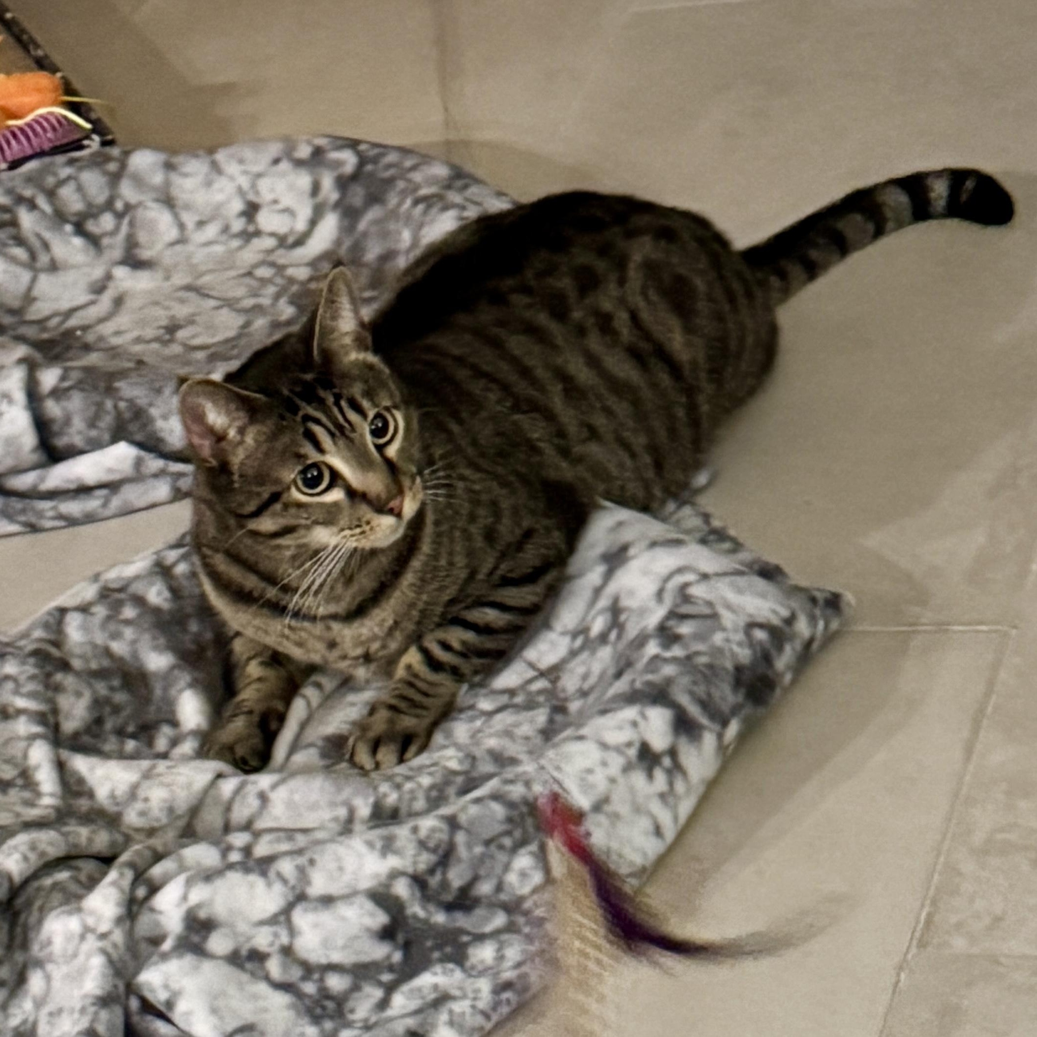 Enlarge Dusty, a Adoptable Domestic Short Hair in Irvine, CA image 4/6