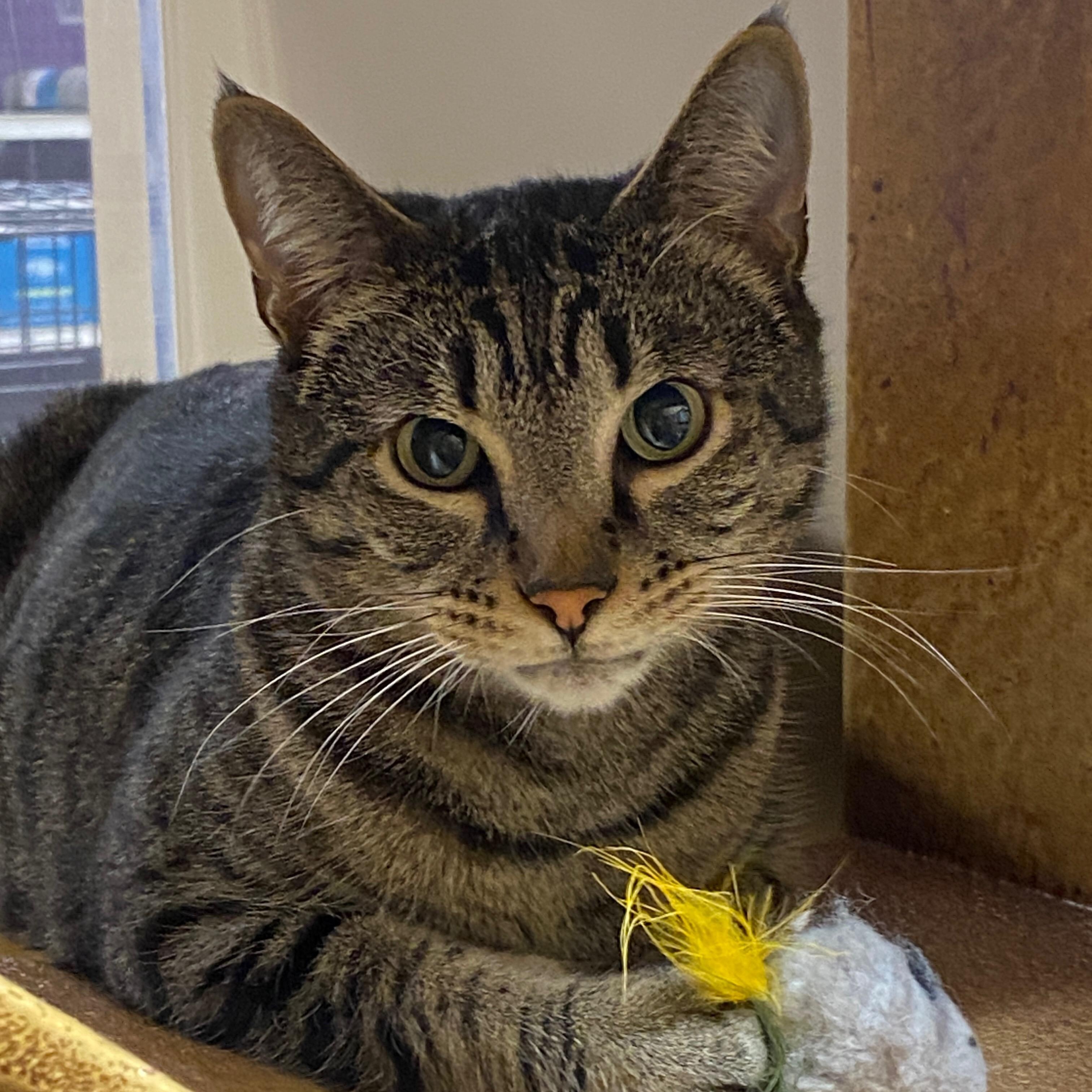 Enlarge Dusty, a Adoptable Domestic Short Hair in Irvine, CA image 6/6