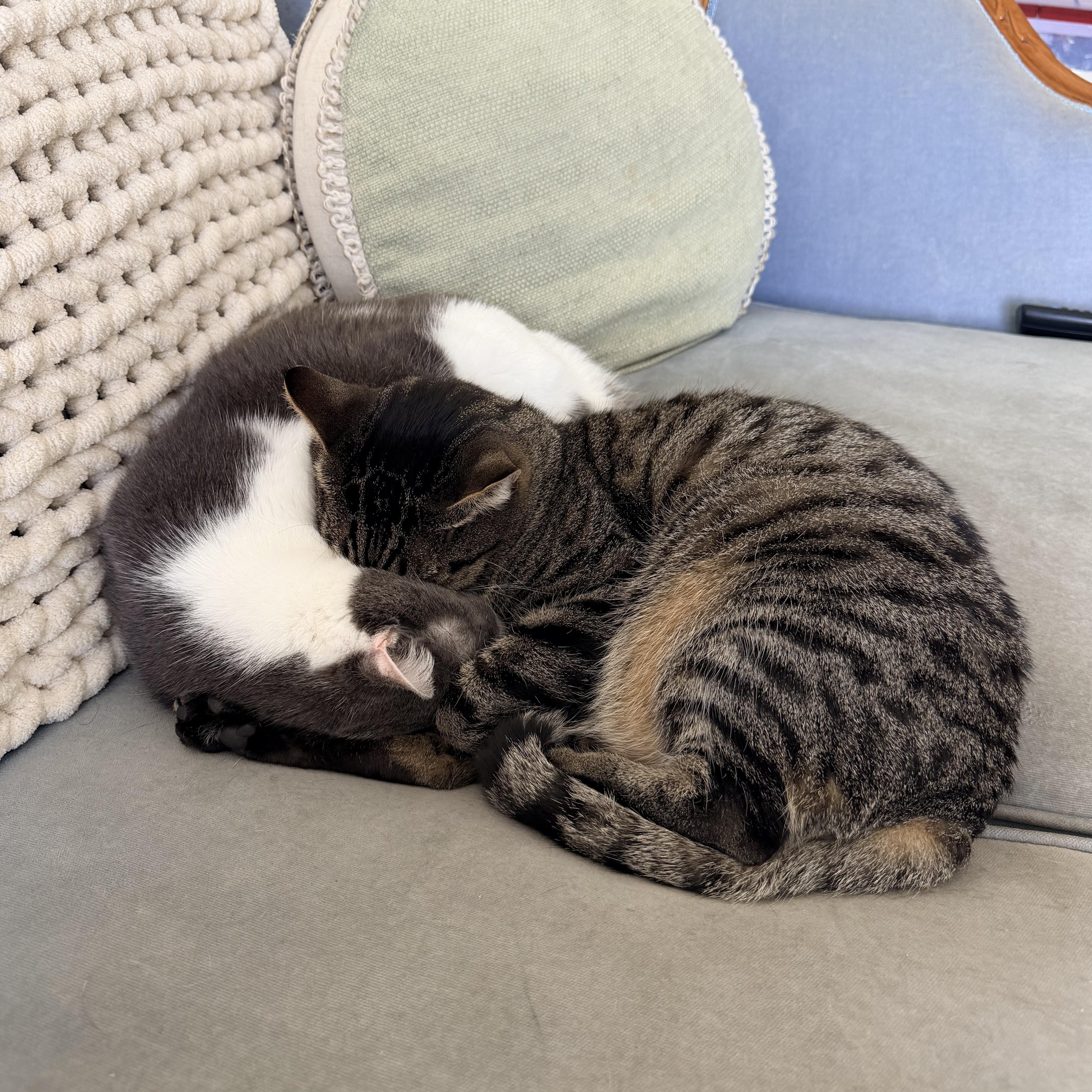 Enlarge Dusty, a Adoptable Domestic Short Hair in Irvine, CA image 5/6