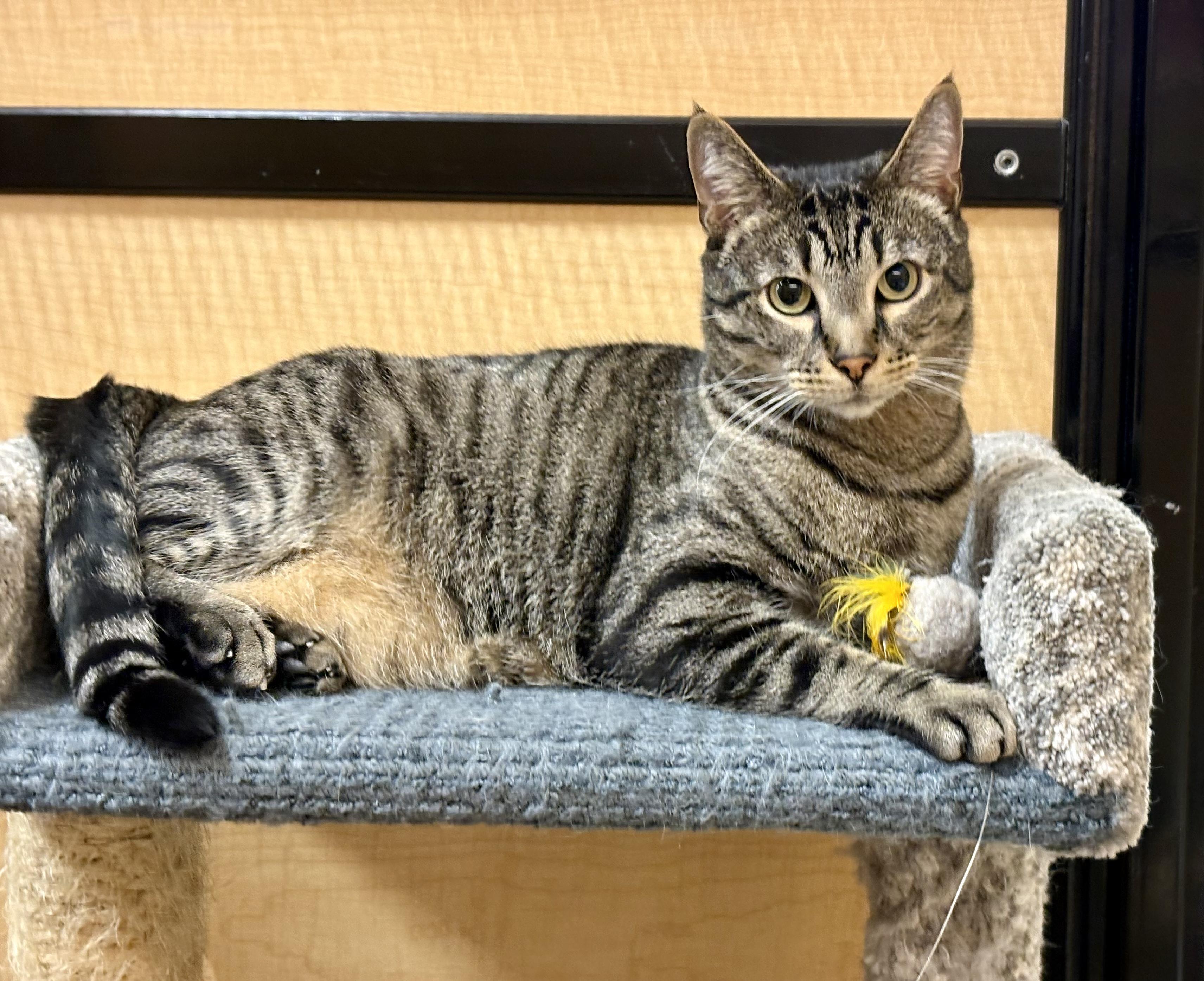 Enlarge Dusty, a Adoptable Domestic Short Hair in Irvine, CA image 3/6