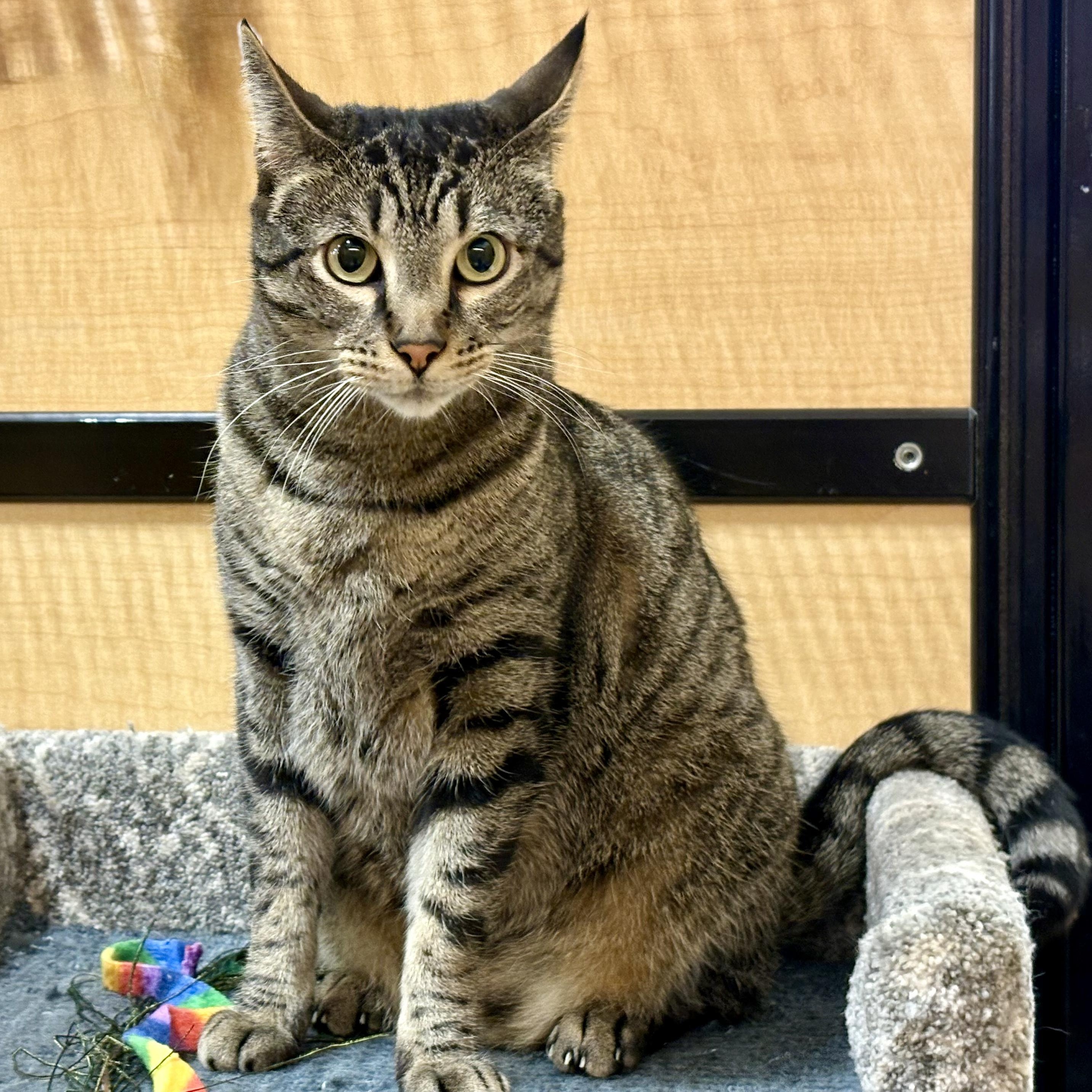 Enlarge Dusty, a Adoptable Domestic Short Hair in Irvine, CA image 2/6