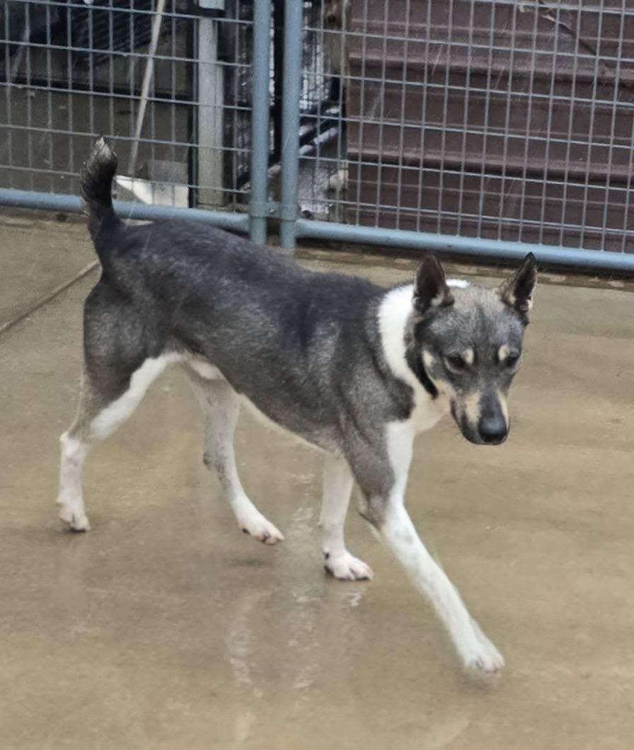 Enlarge Banjo, a ADOPTABLE mixed breed in Terre Haute, IN image 3/4