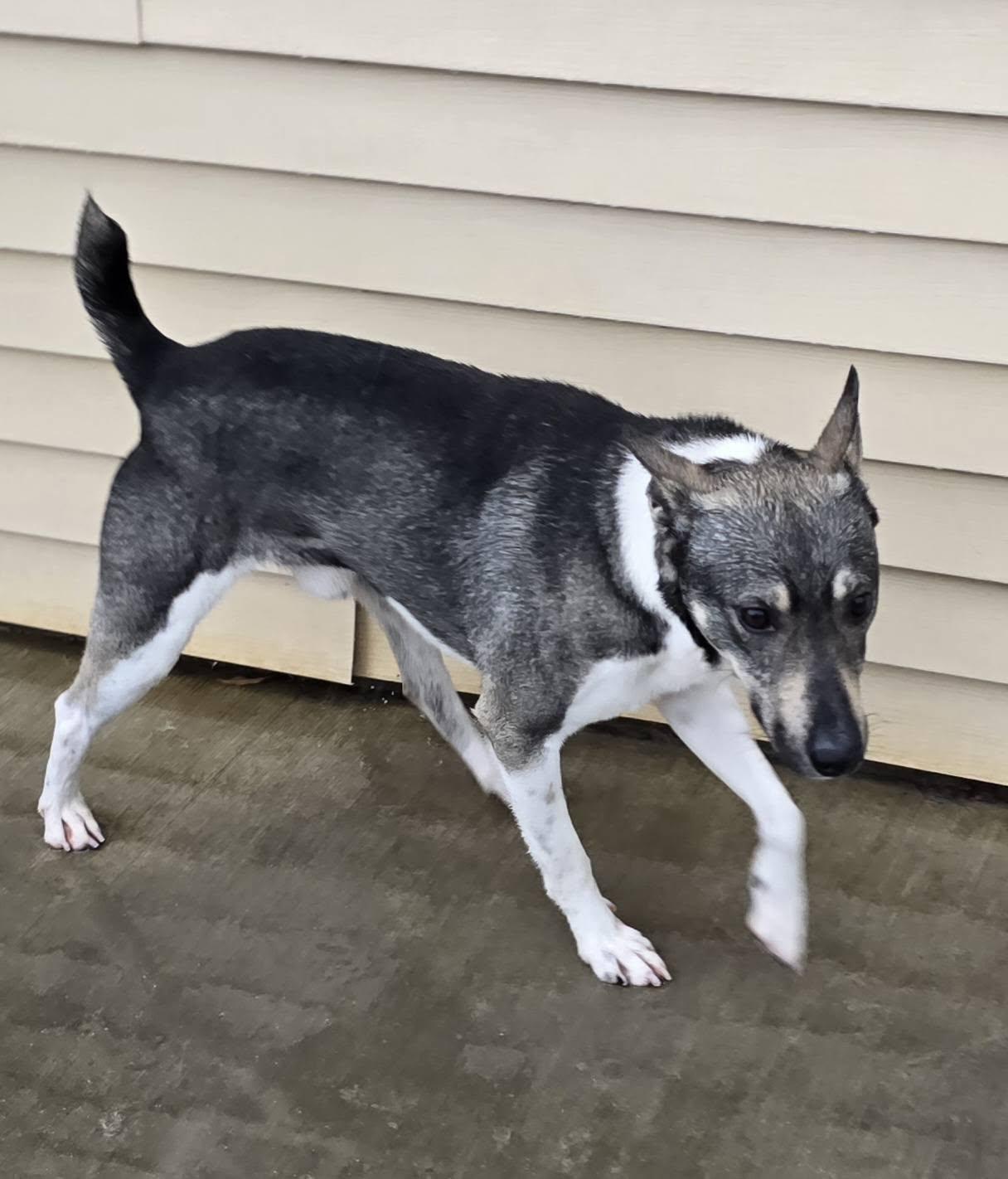 Enlarge Banjo, a ADOPTABLE mixed breed in Terre Haute, IN image 2/4