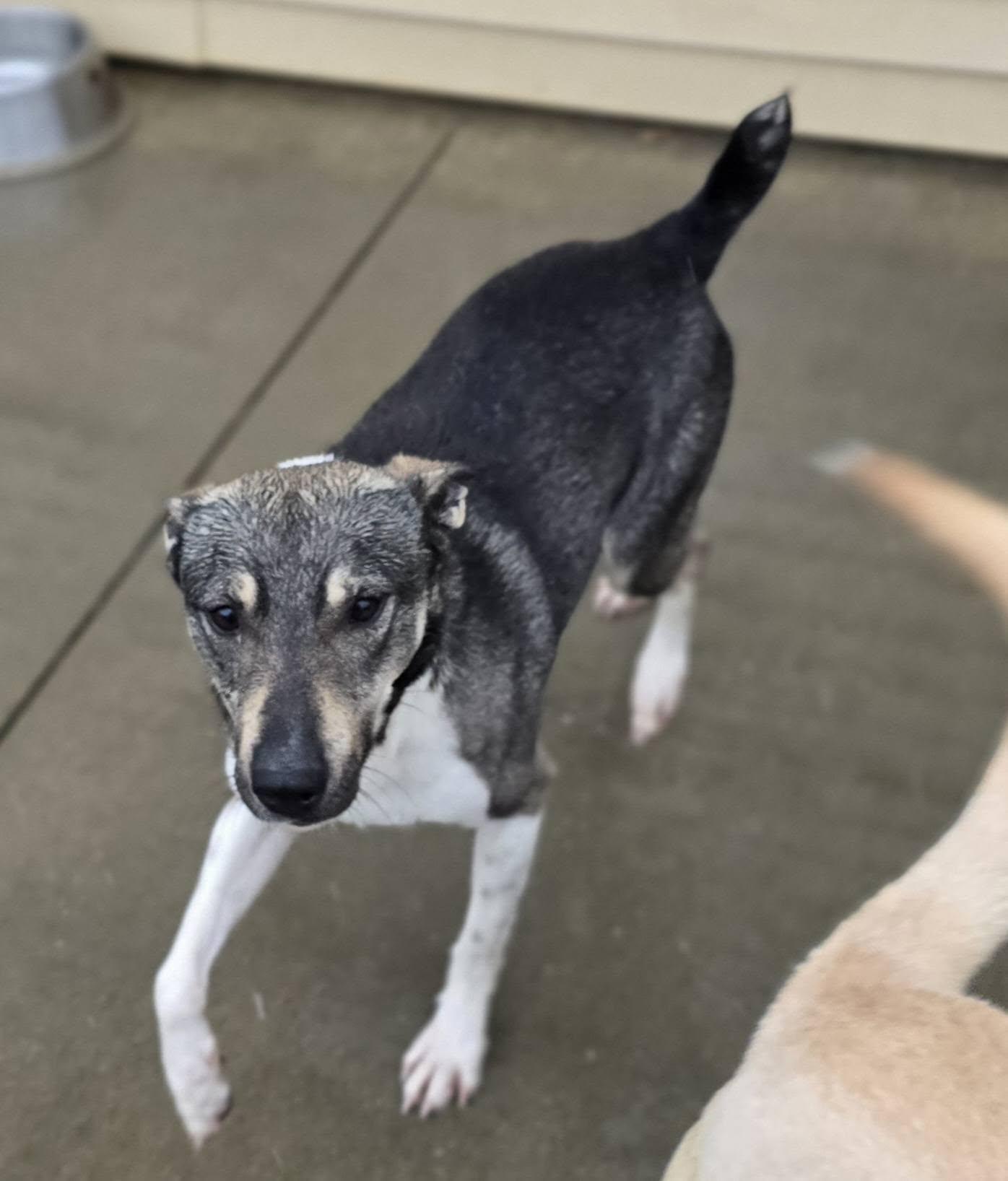 Enlarge Banjo, a ADOPTABLE mixed breed in Terre Haute, IN image 4/4