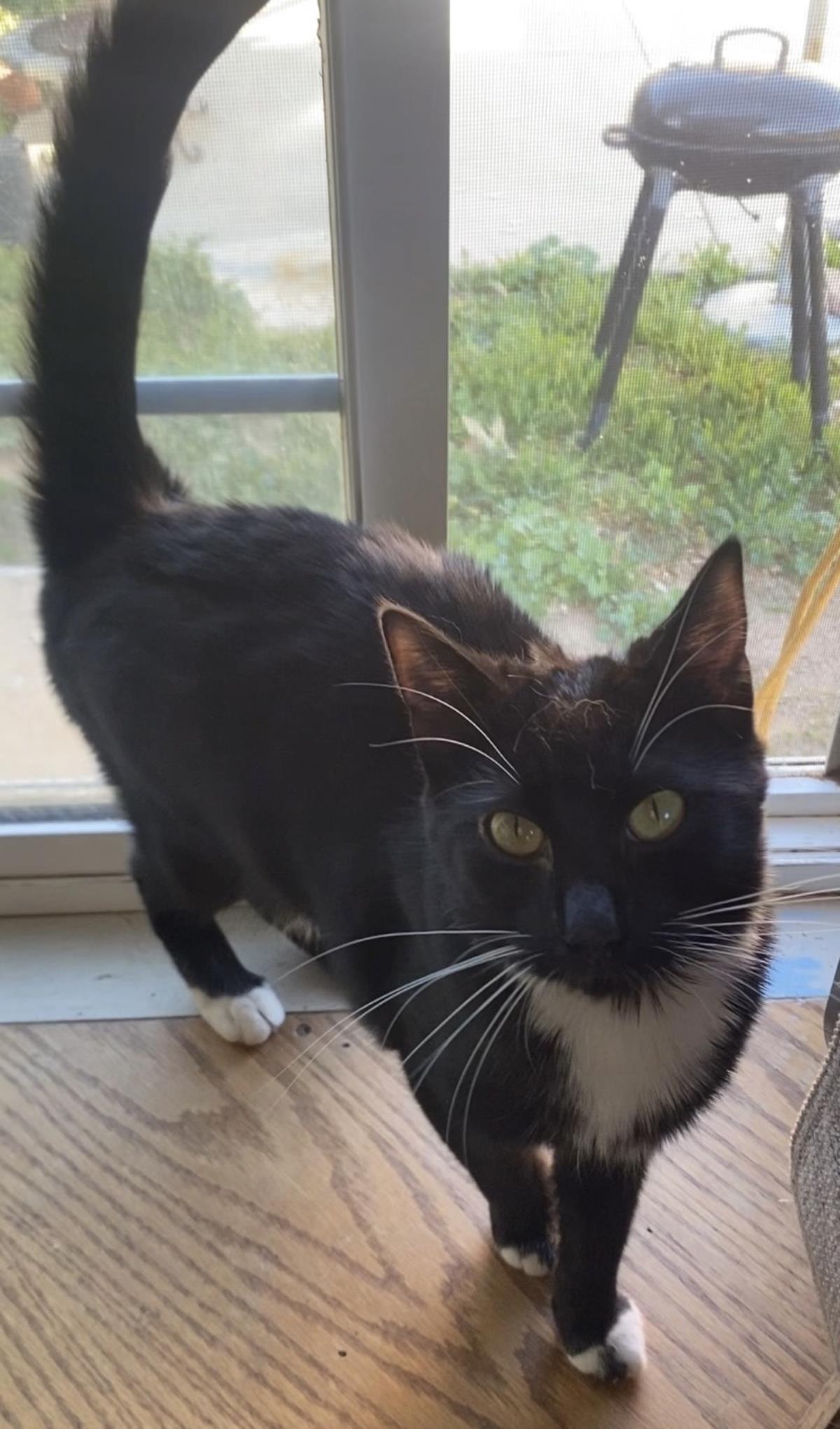 Enlarge Tula, a Adoptable Domestic Short Hair in La Jolla, CA image 1/1