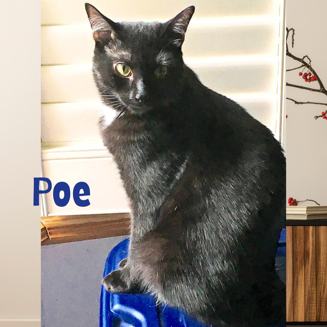 Poe (w/Aki), Adult Male unknown