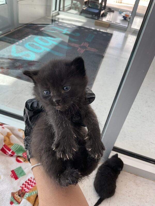 Enlarge Bonkers, a Adoptable Domestic Short Hair in Hobbs, NM image 1/4