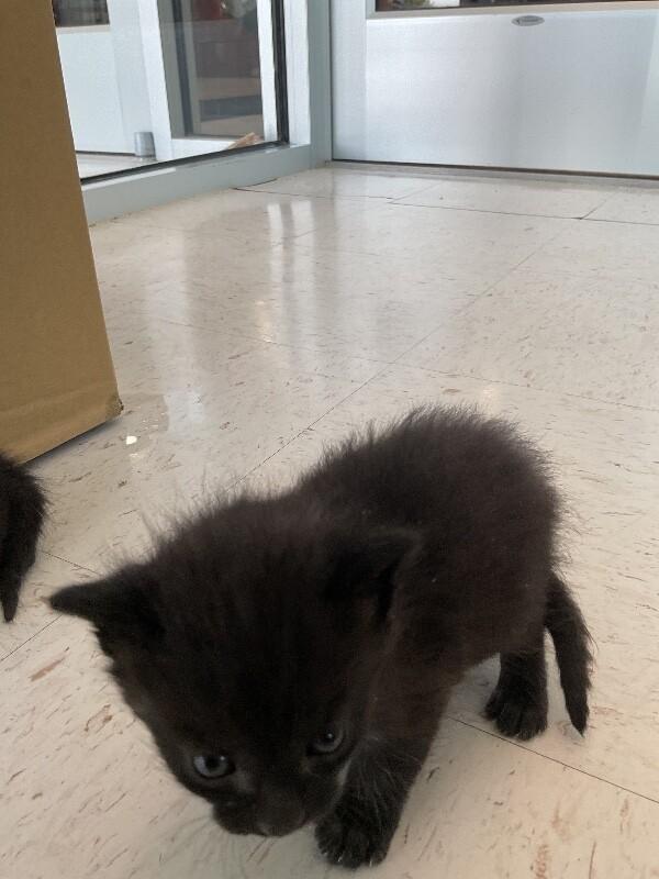 Enlarge Bonkers, a Adoptable Domestic Short Hair in Hobbs, NM image 2/4