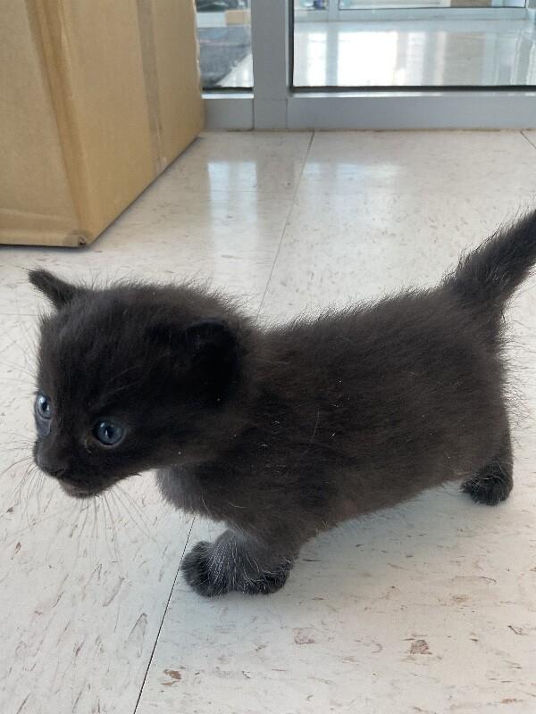 Enlarge Bonkers, a Adoptable Domestic Short Hair in Hobbs, NM image 3/4