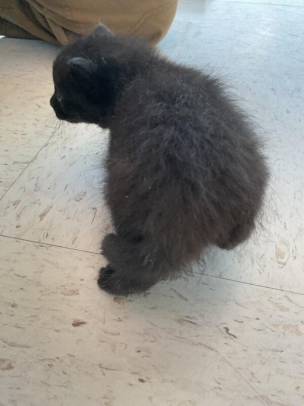 Enlarge Bonkers, a Adoptable Domestic Short Hair in Hobbs, NM image 4/4