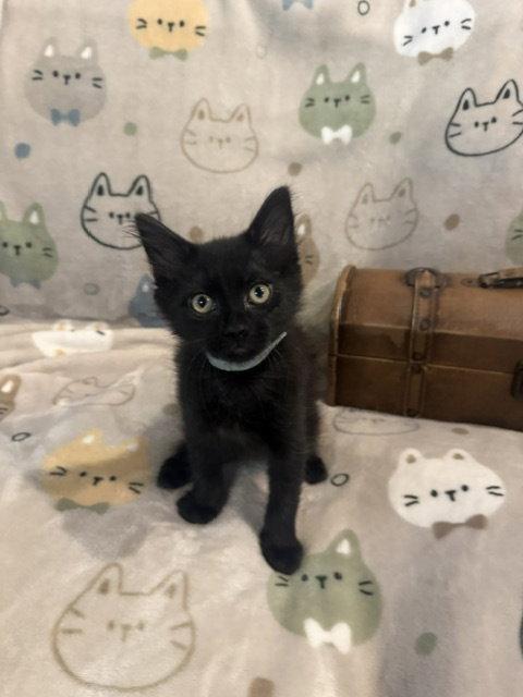 Enlarge Bill (5054), a Adoptable Domestic Short Hair in Wesley Chapel, FL image 1/1