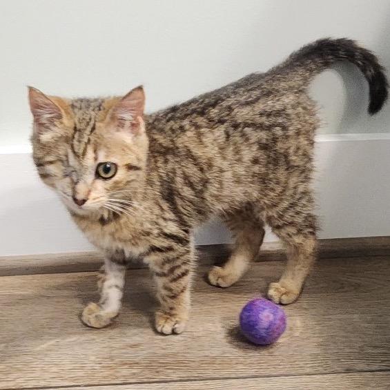 Noa, Adoptable, Kitten Female Domestic Short Hair.