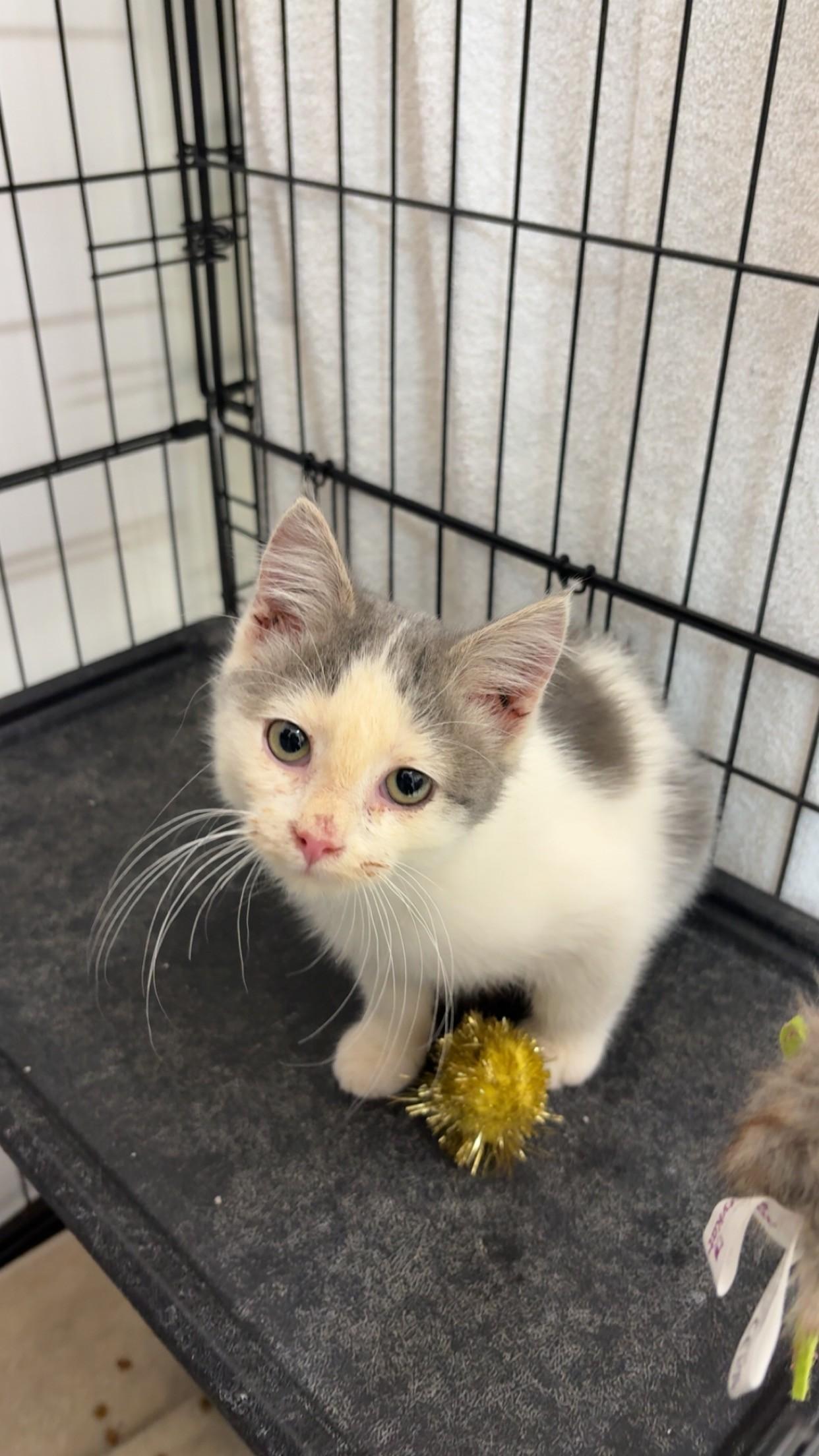 Enlarge Patches, a Adoptable Domestic Short Hair in Black River Falls, WI image 1/1