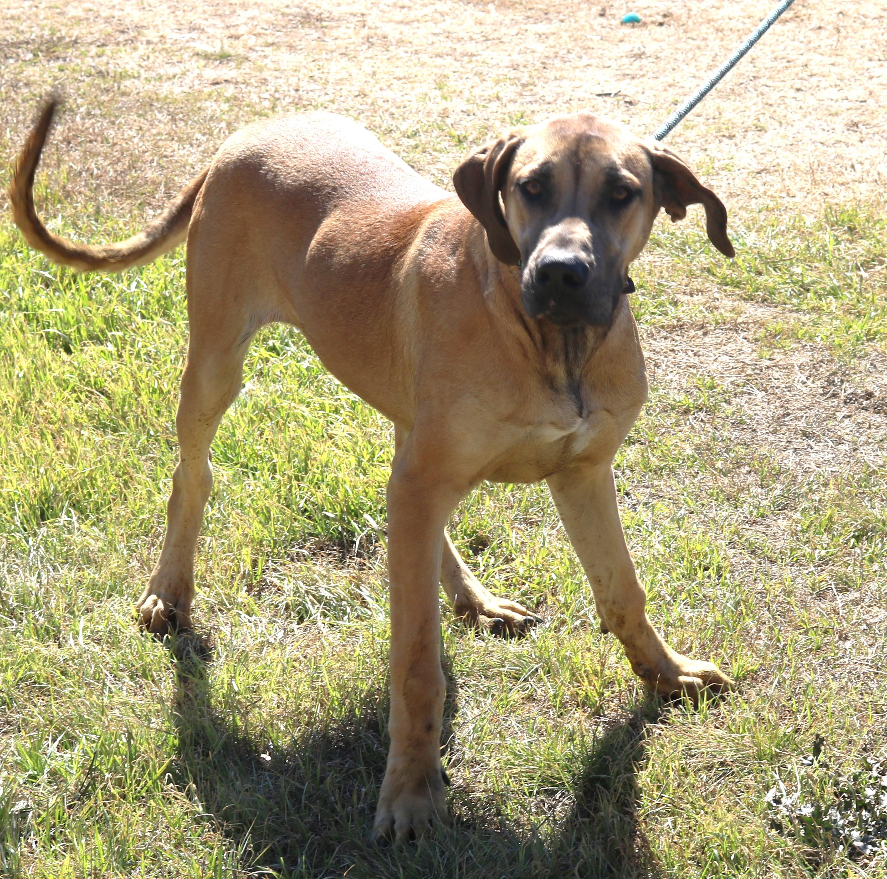 Enlarge Cheeto, a ADOPTABLE mixed breed in Bandera, TX image 3/5
