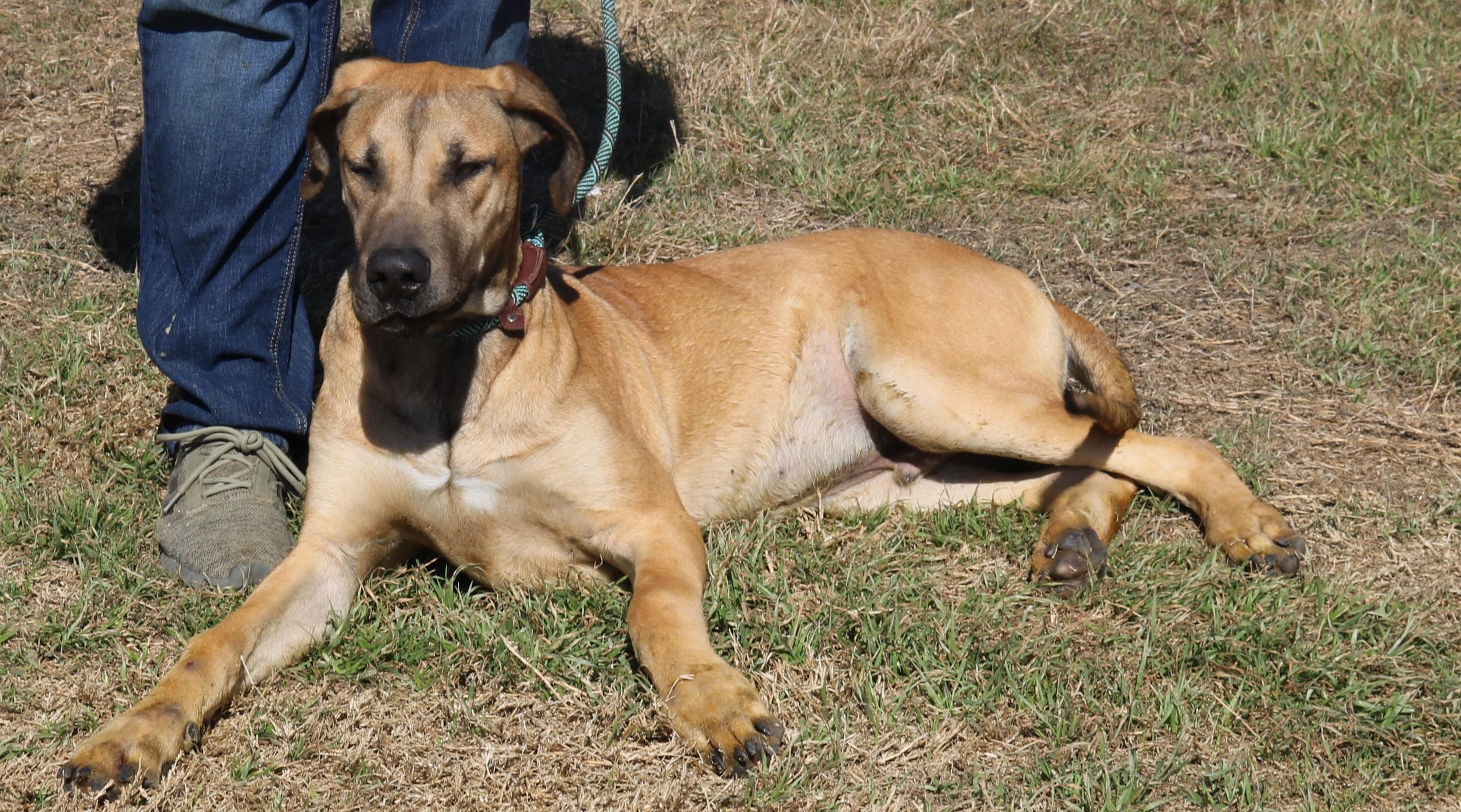 Enlarge Cheeto, a ADOPTABLE mixed breed in Bandera, TX image 5/5