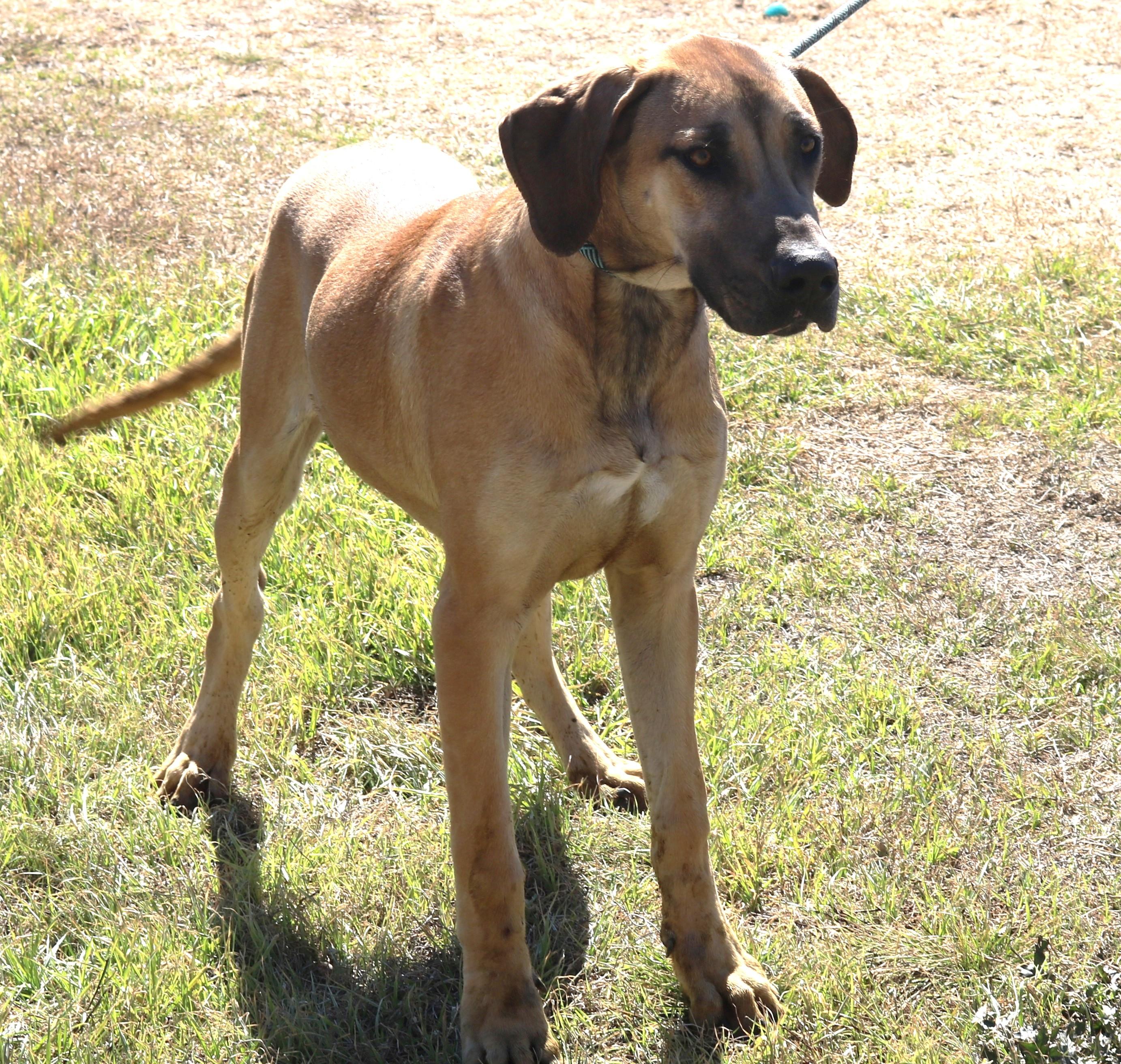 Enlarge Cheeto, a ADOPTABLE mixed breed in Bandera, TX image 4/5
