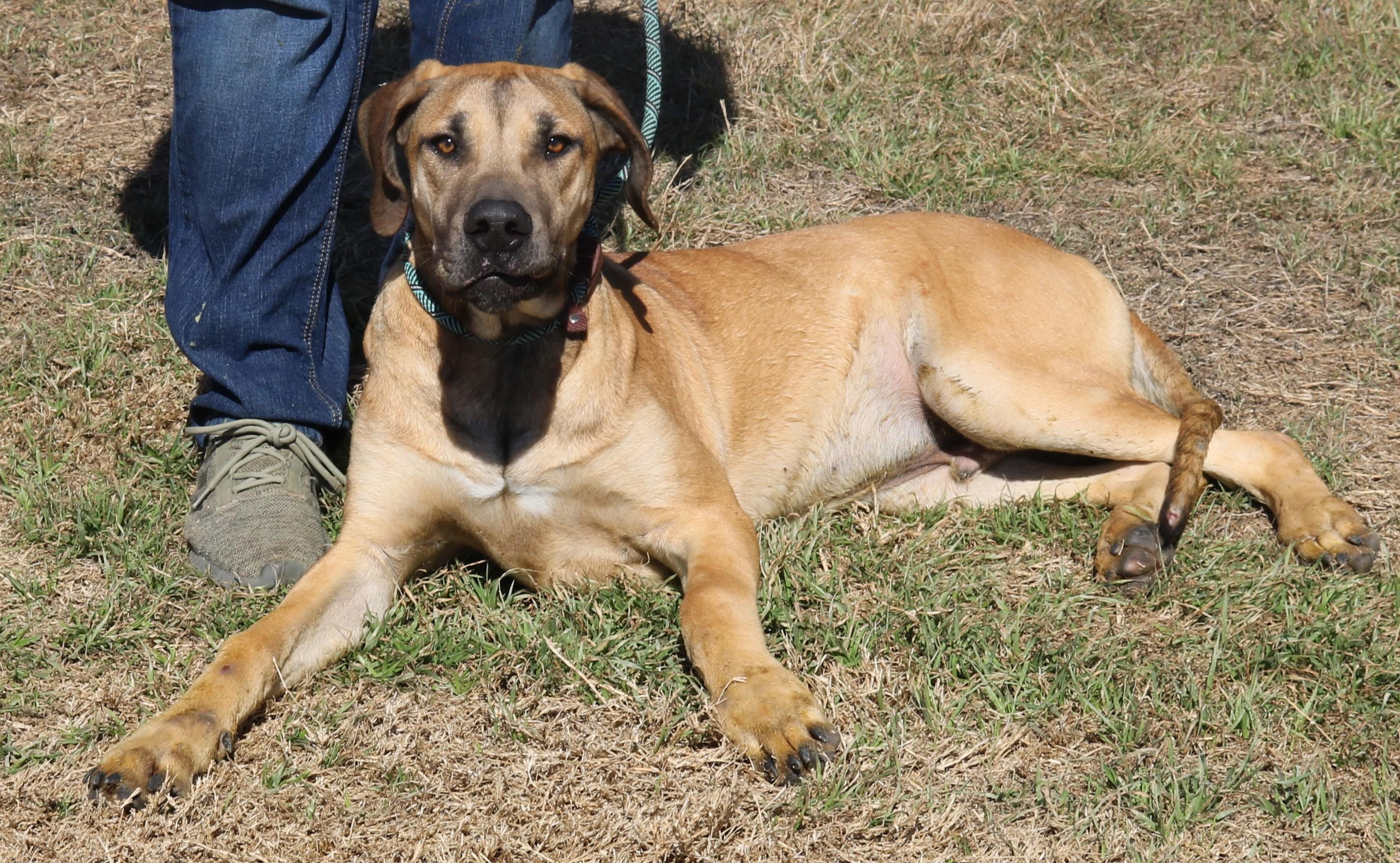 Enlarge Cheeto, a ADOPTABLE mixed breed in Bandera, TX image 2/5