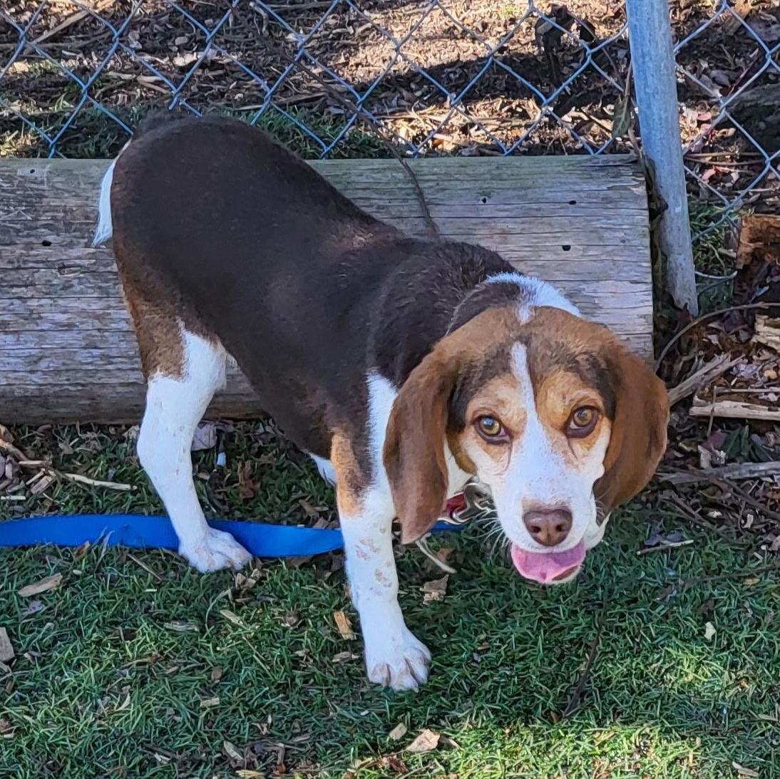 Enlarge Eileen, an adoptable Beagle in Stoughton, MA image 2/5