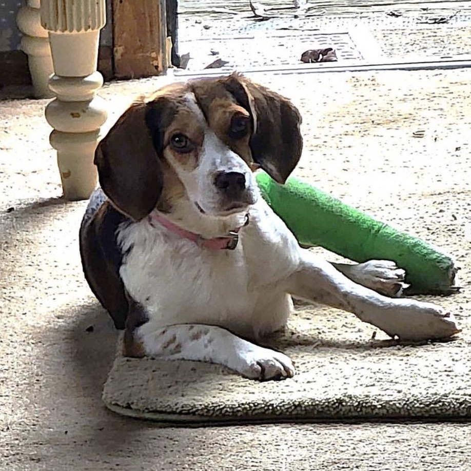 Enlarge Eileen, a ADOPTABLE Beagle in Stoughton, MA image 3/3
