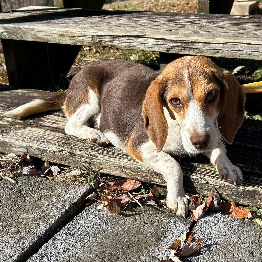 Enlarge Eileen, a ADOPTABLE Beagle in Stoughton, MA image 2/3