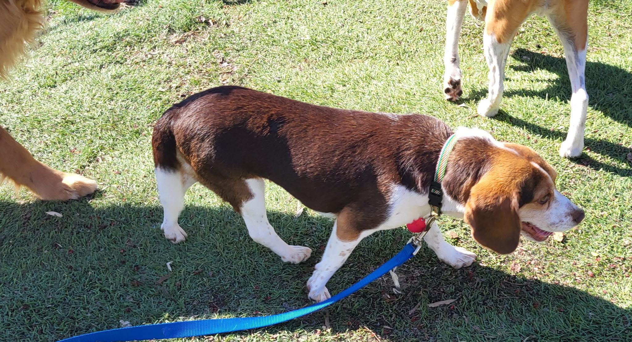 Enlarge Eileen, an adoptable Beagle in Stoughton, MA image 5/5