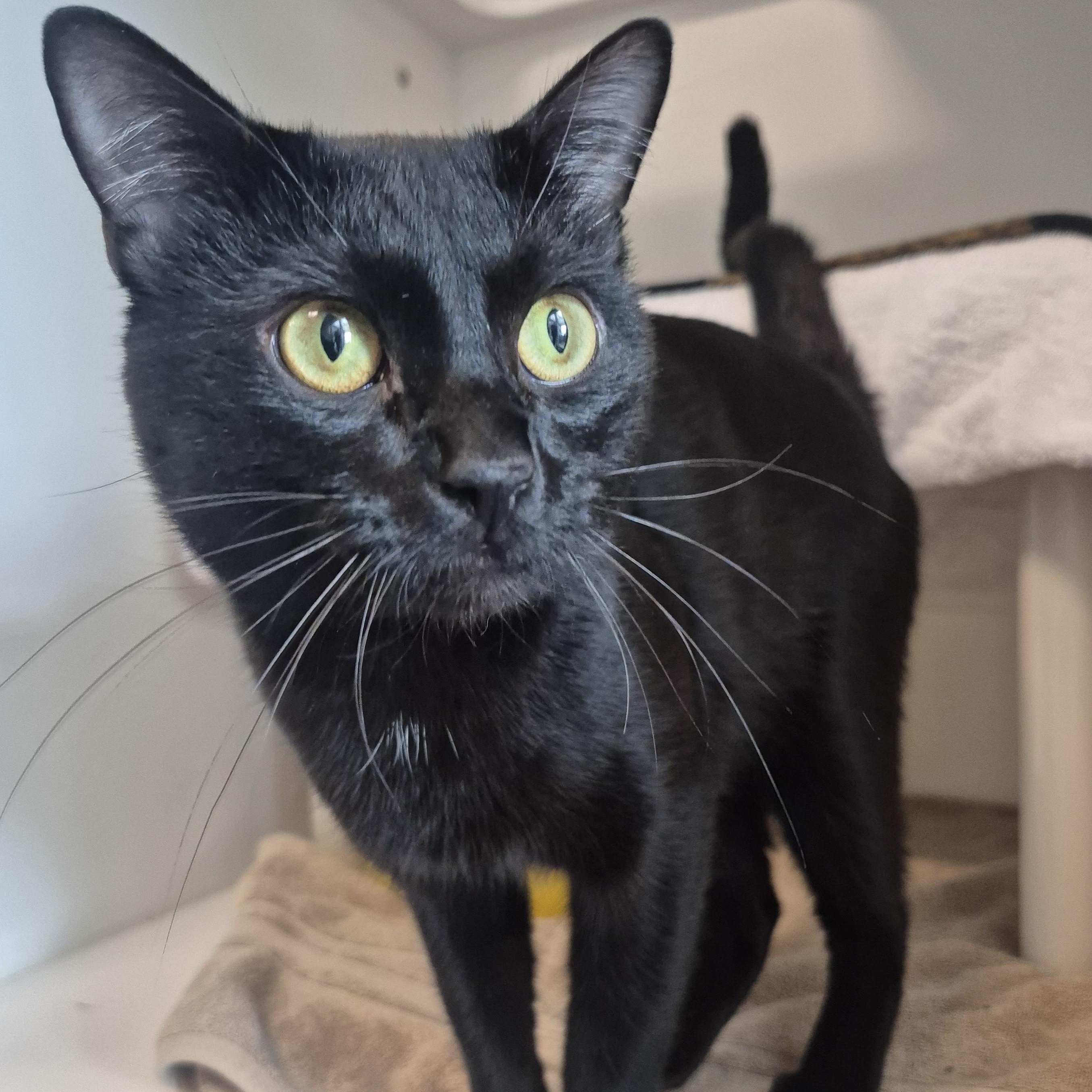 Enlarge Popeye, a Adoptable Domestic Short Hair in New Westminster, BC image 1/1